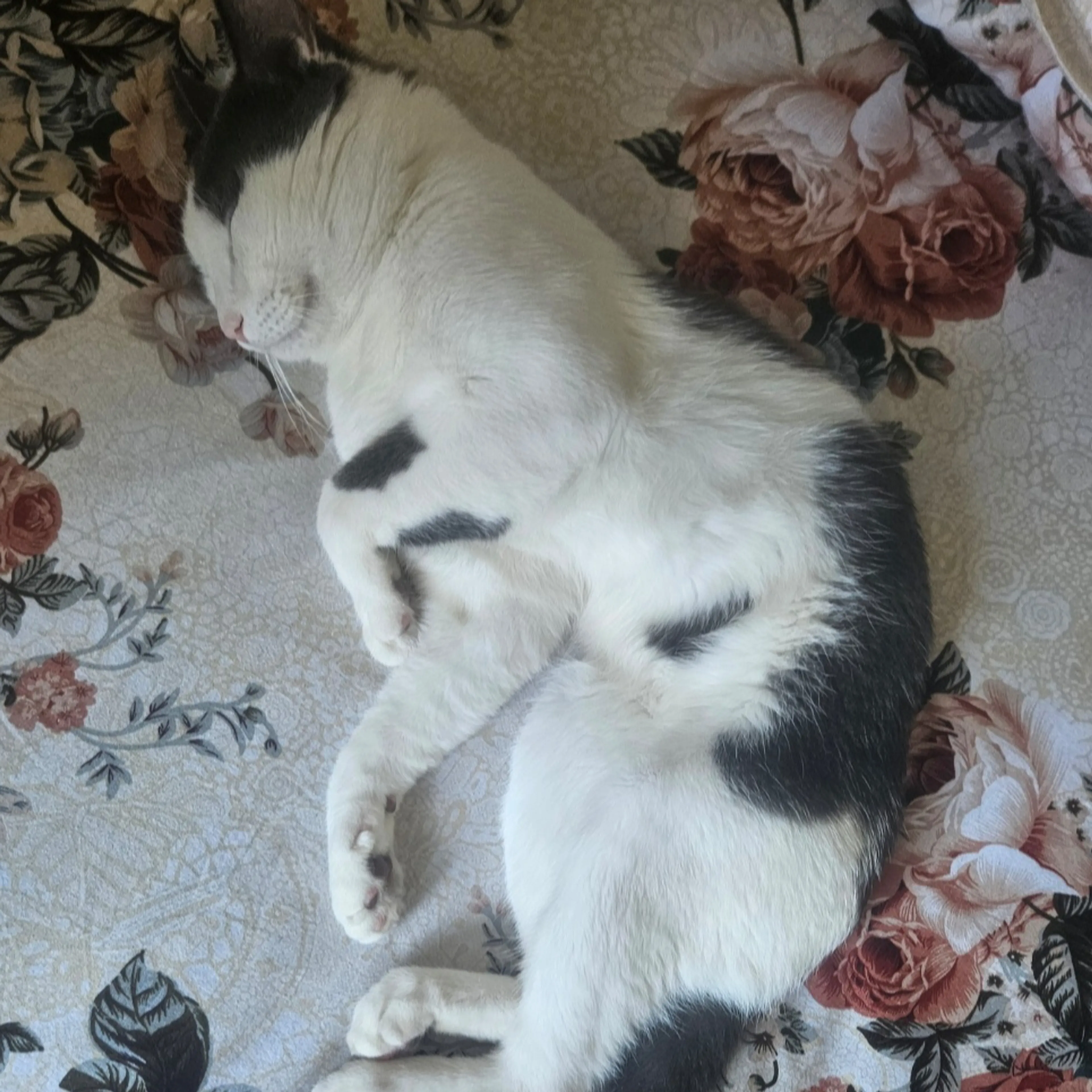 Lost pet-3
