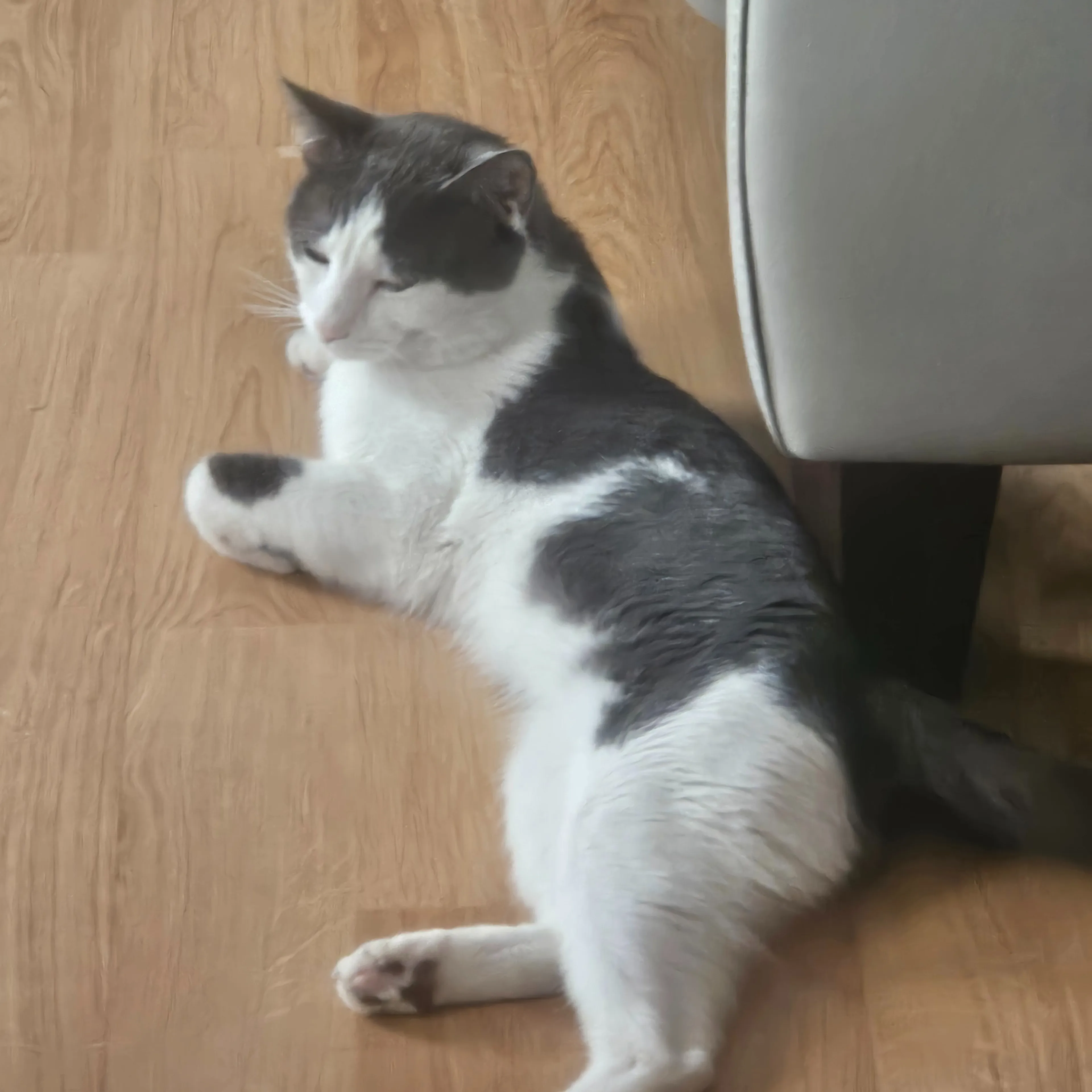 Lost pet-1