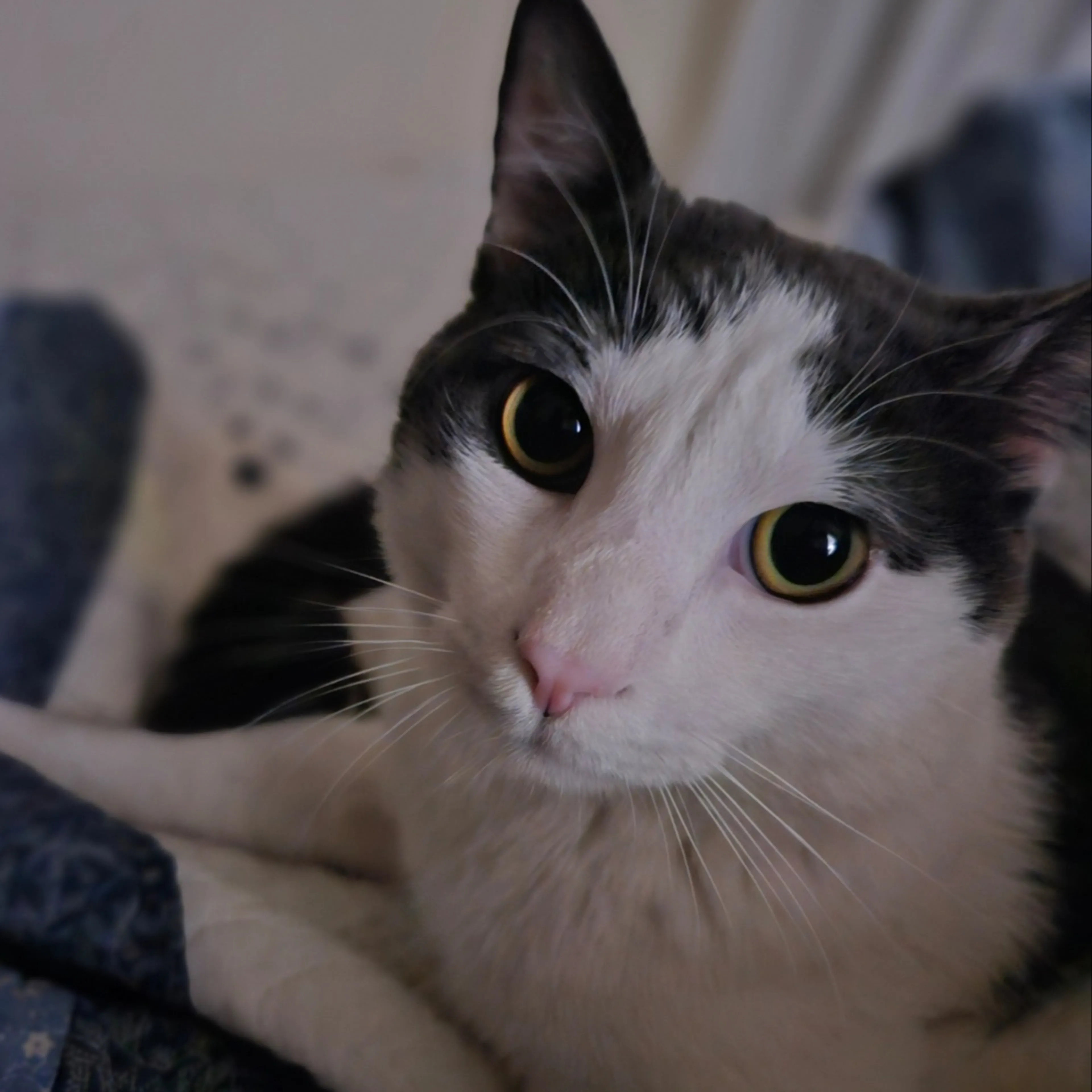 Lost pet-2