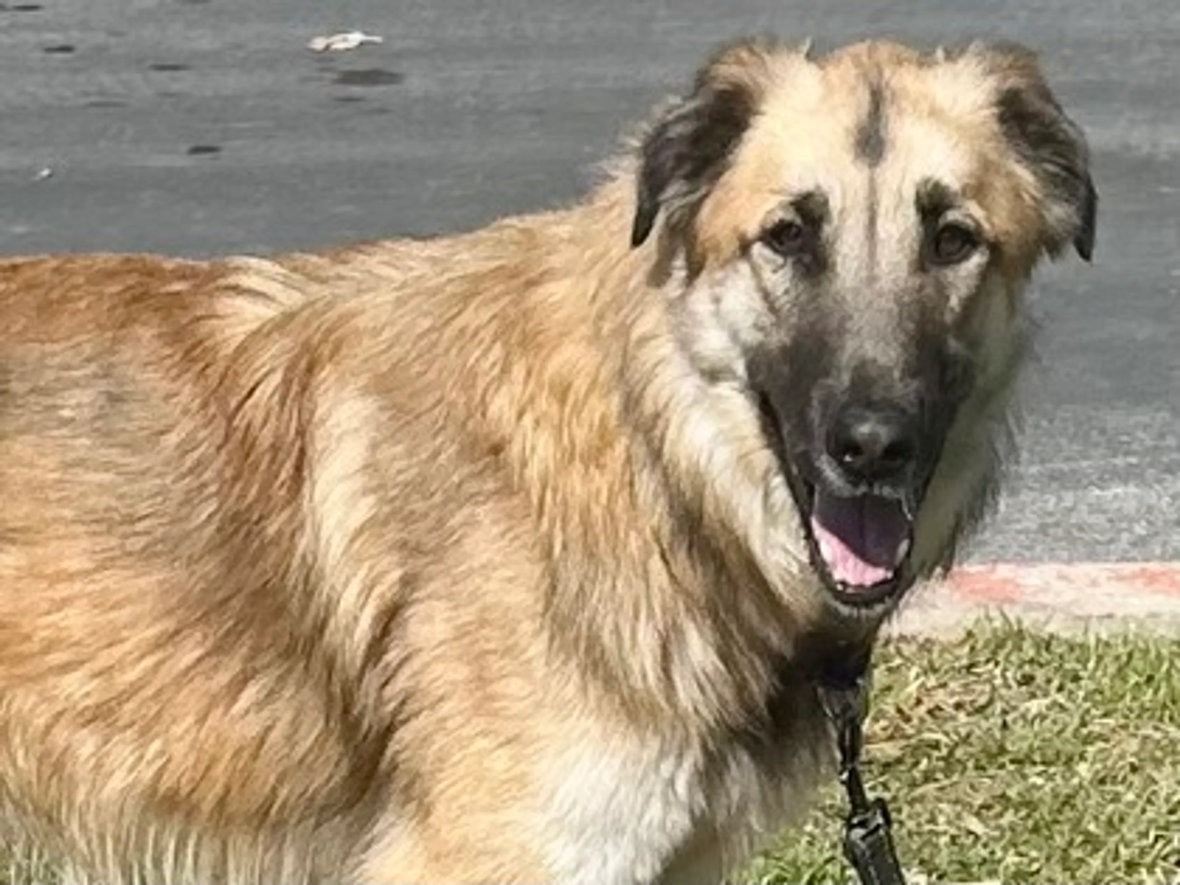 Found pet-2