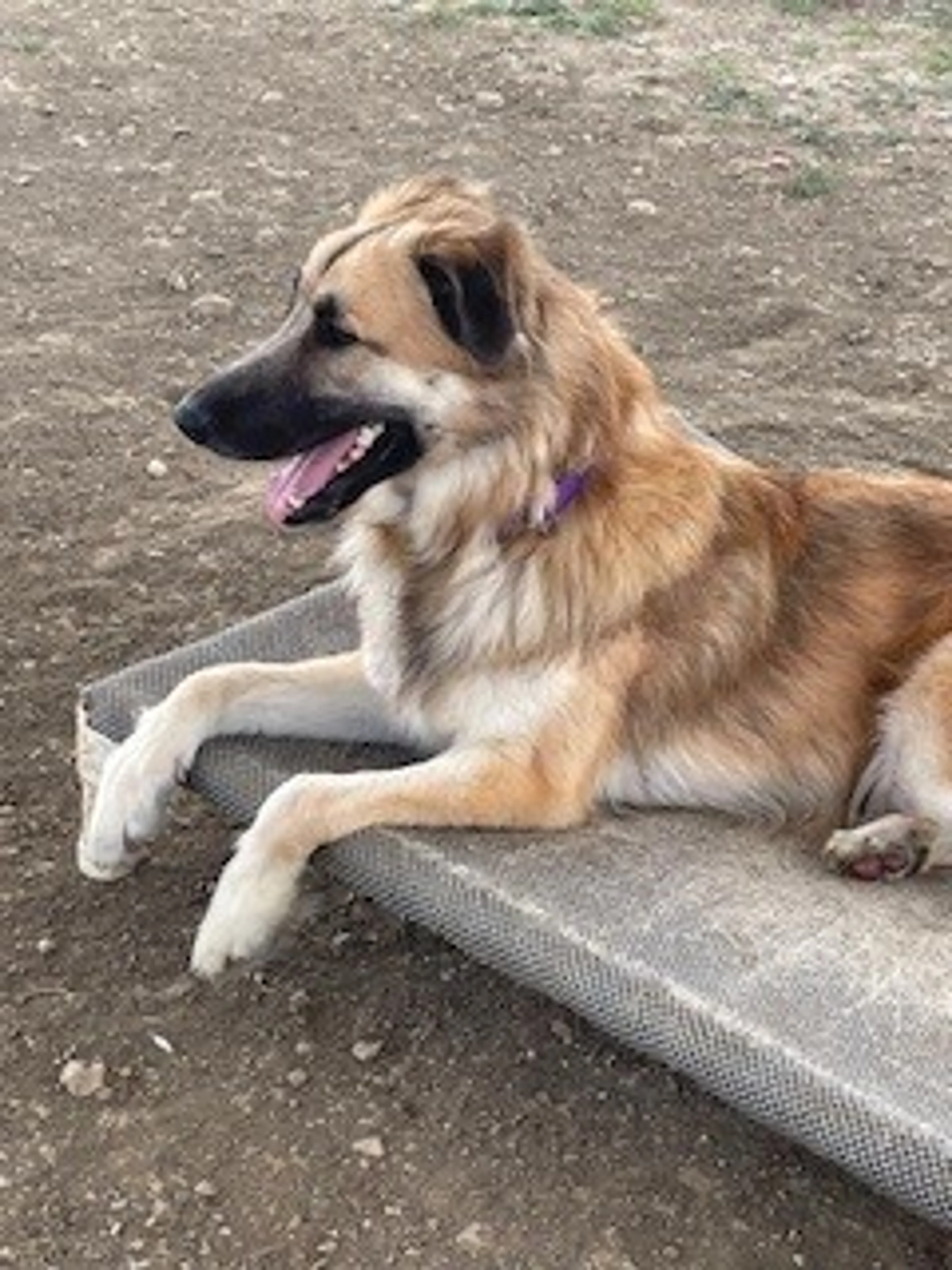 Found pet-1