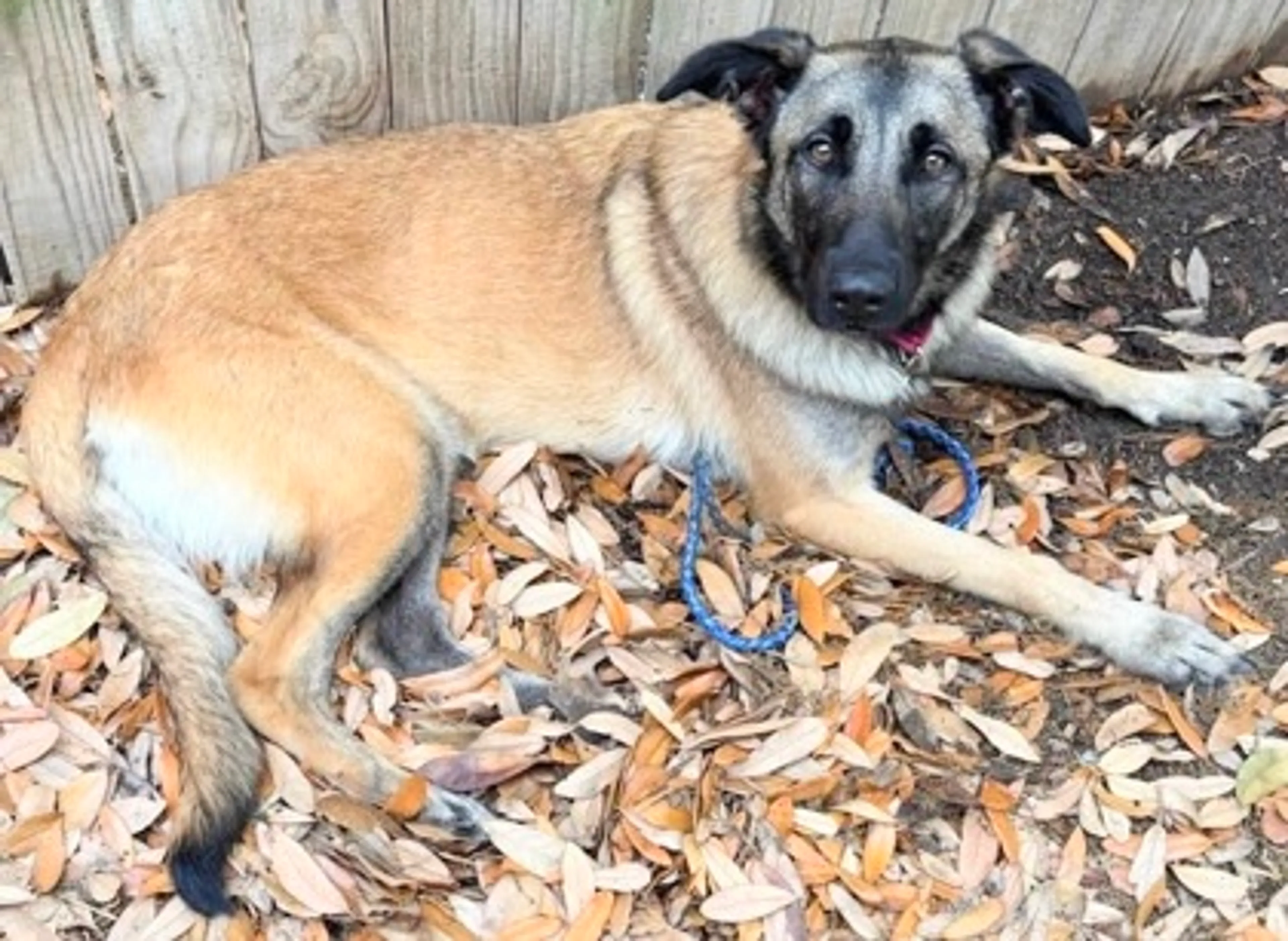 Found pet-1