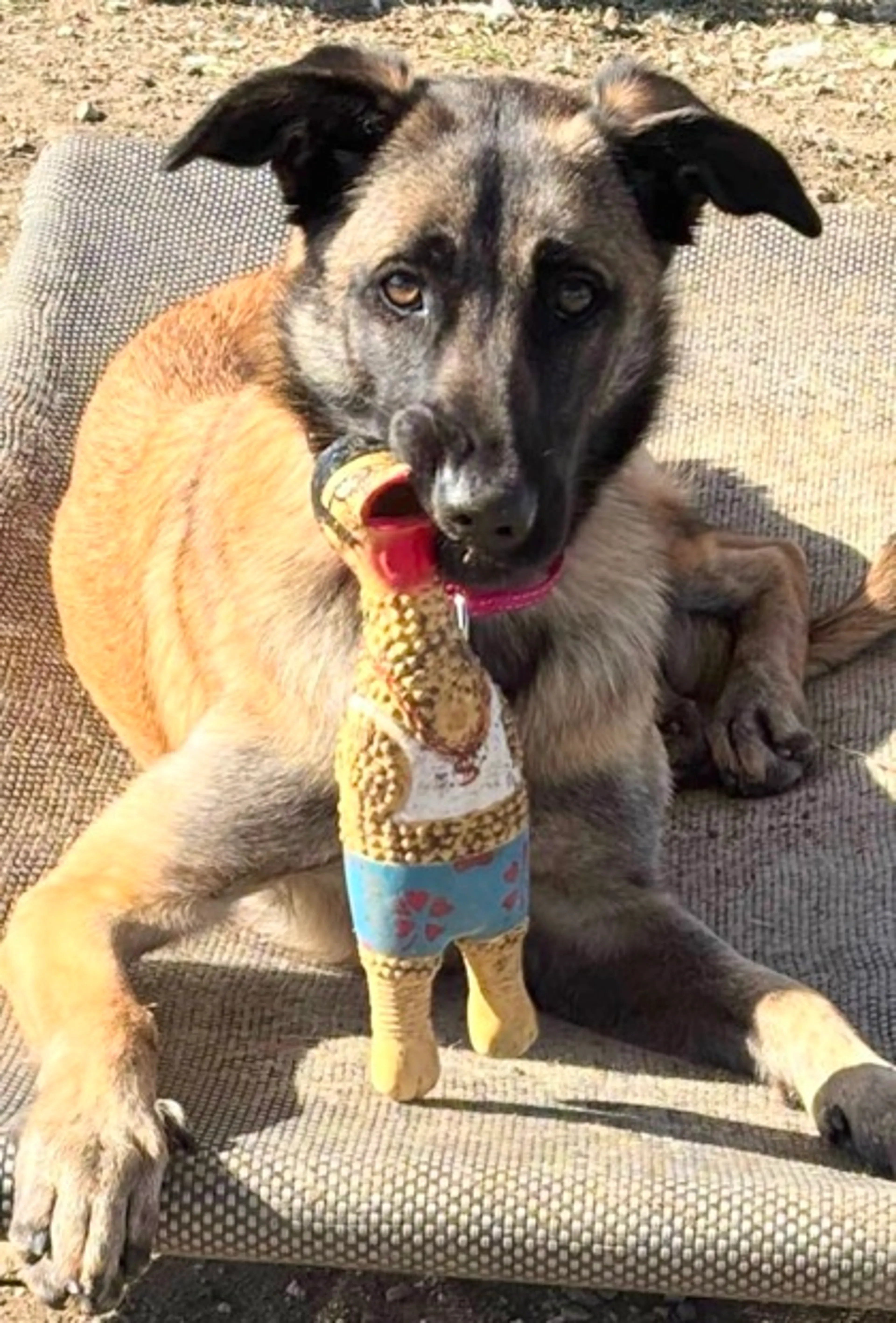 Found pet-2