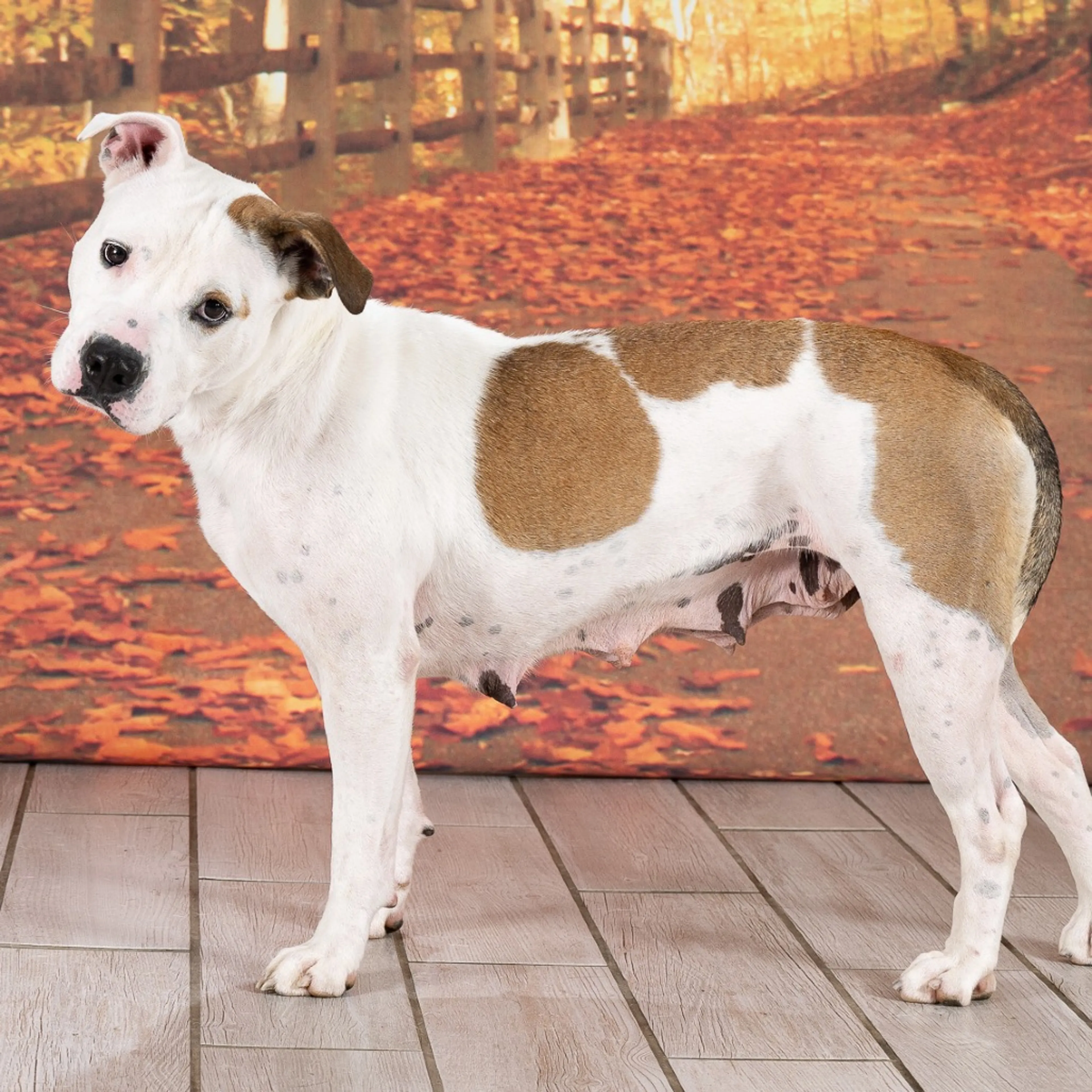 -4