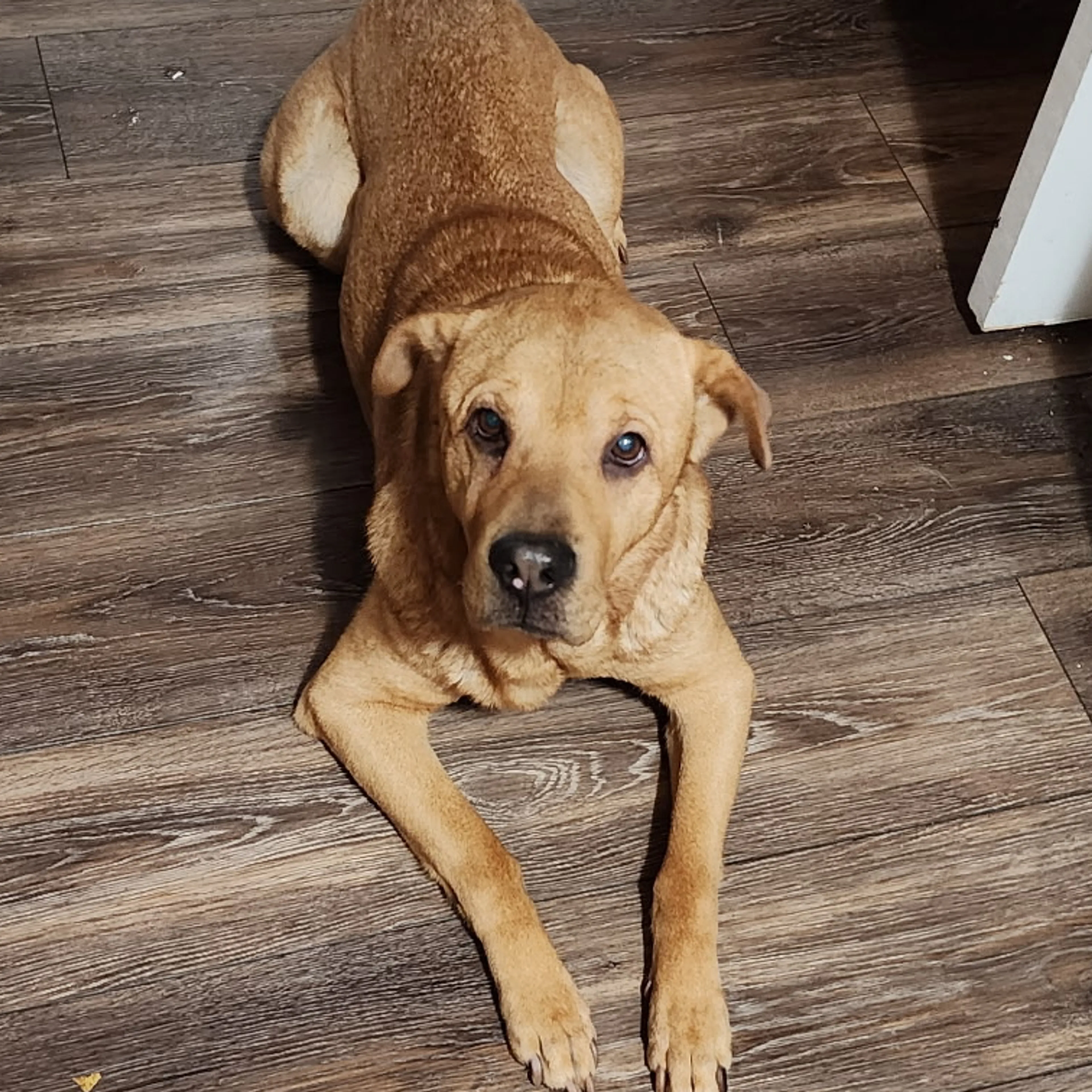 Lost pet-1