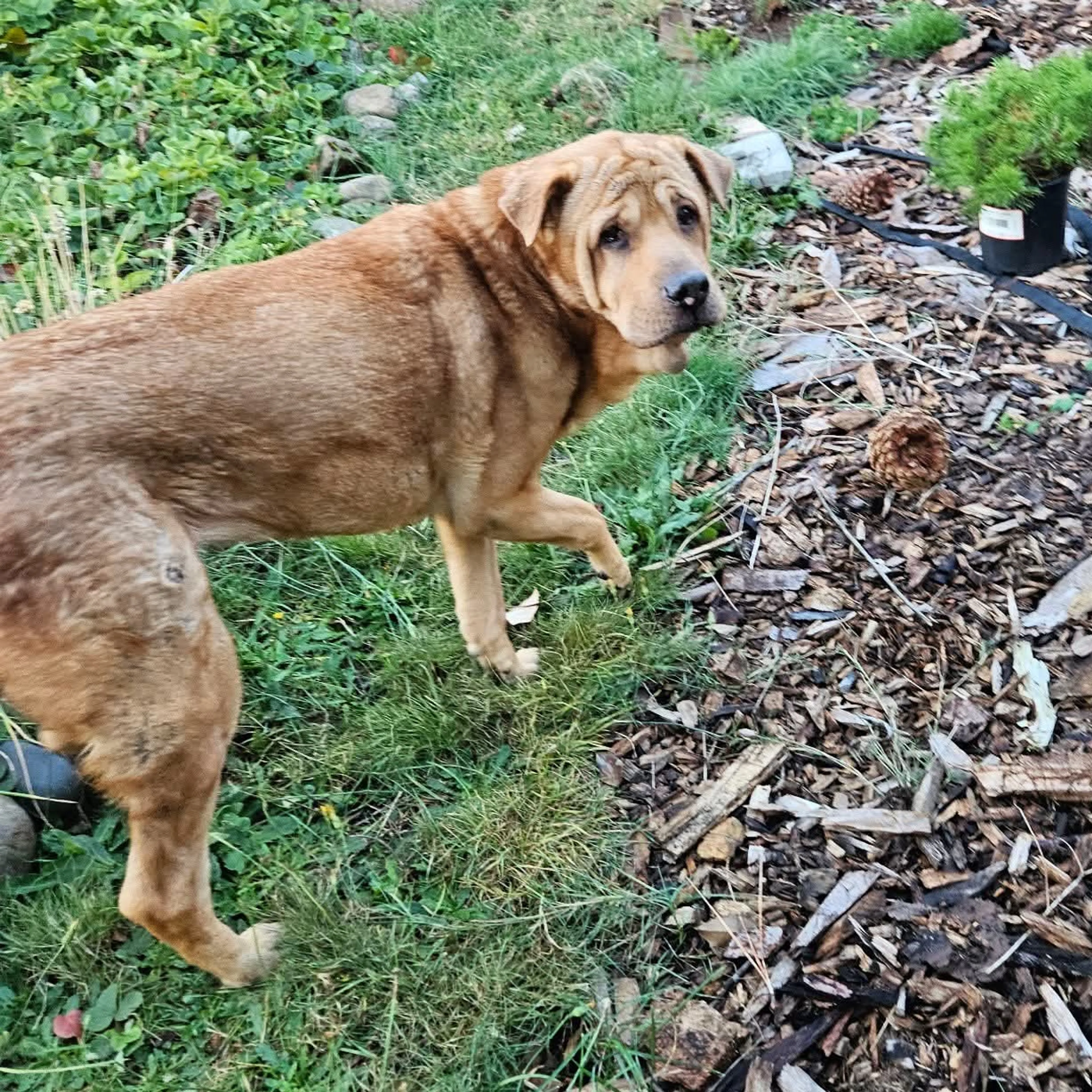 Lost pet-3