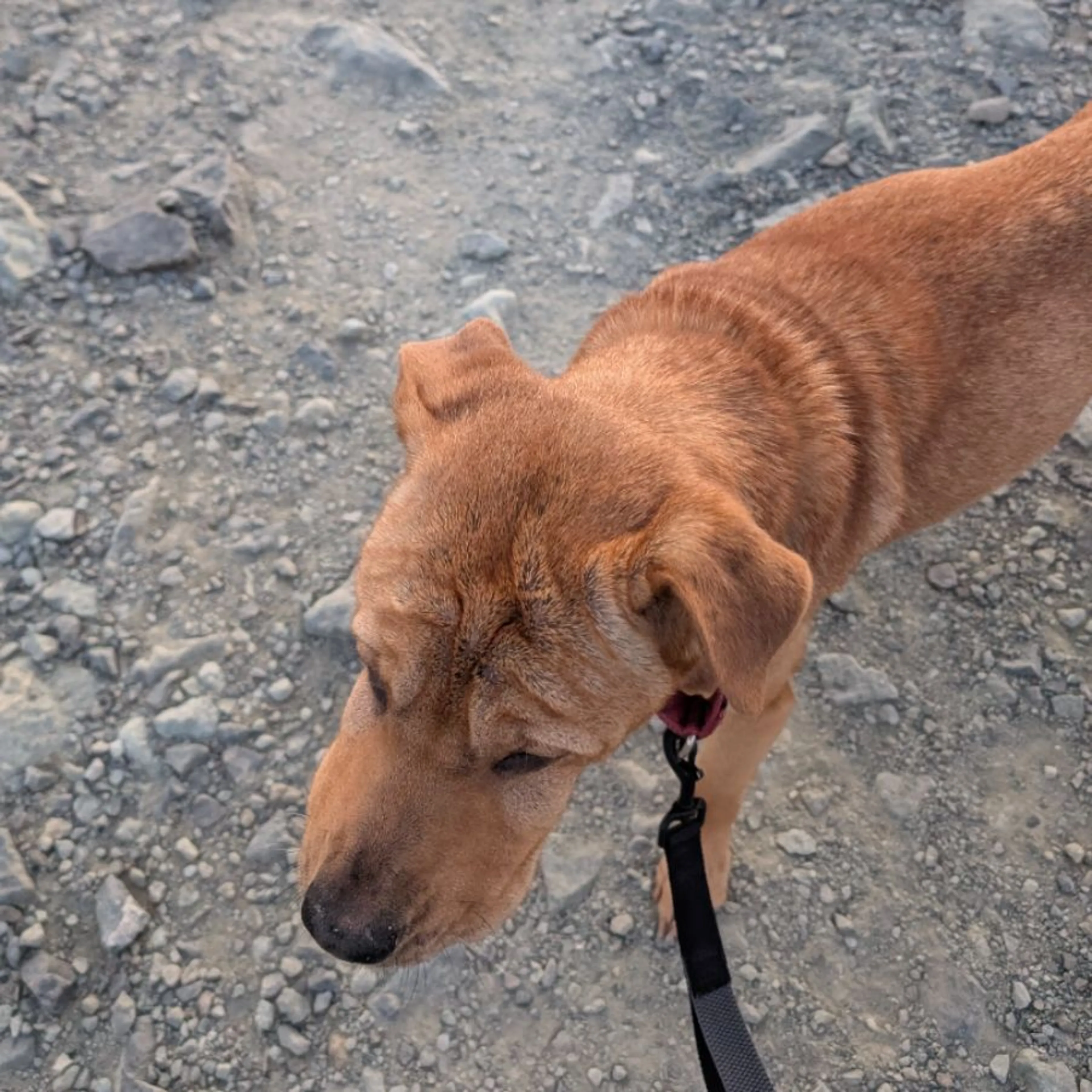 Lost pet-0