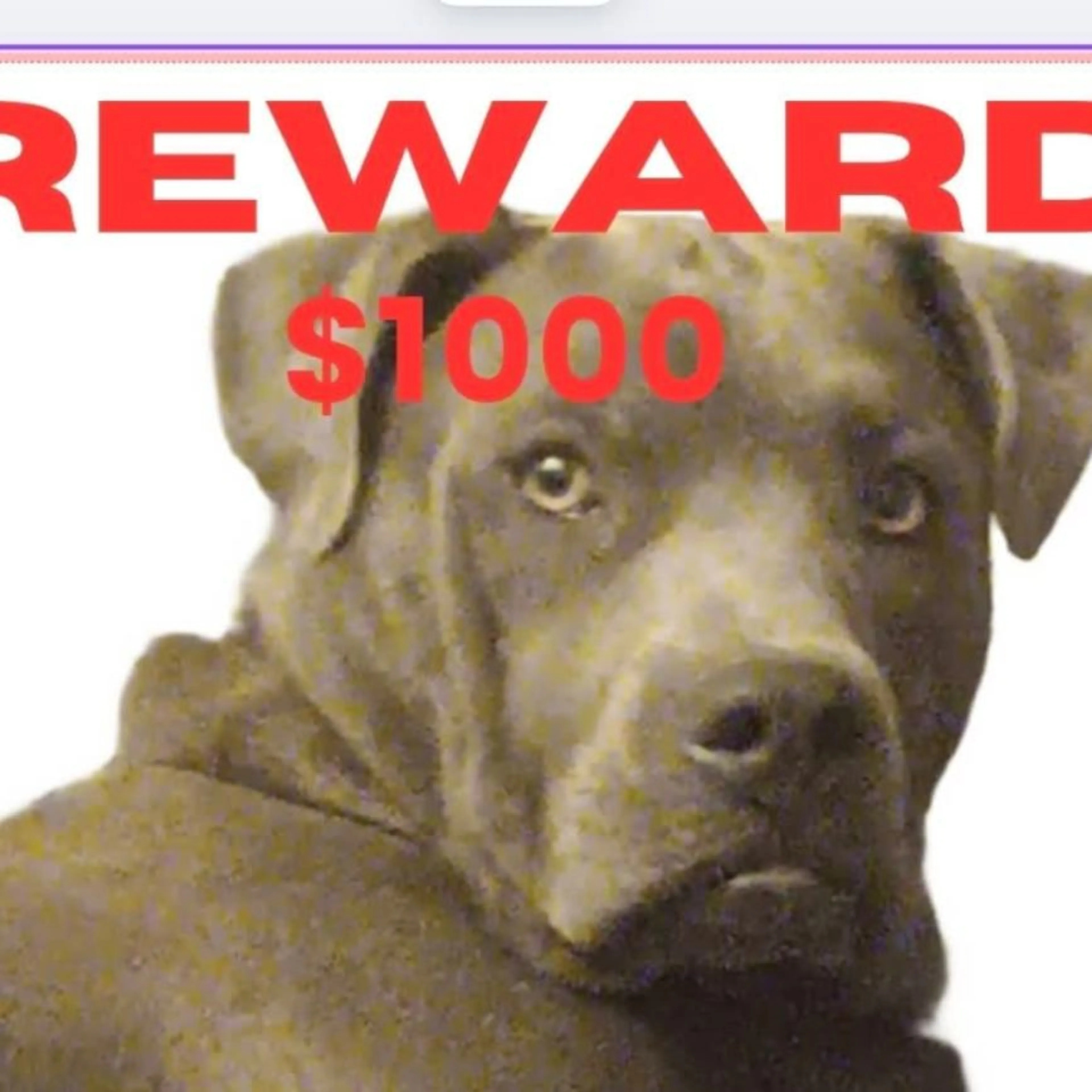Lost pet