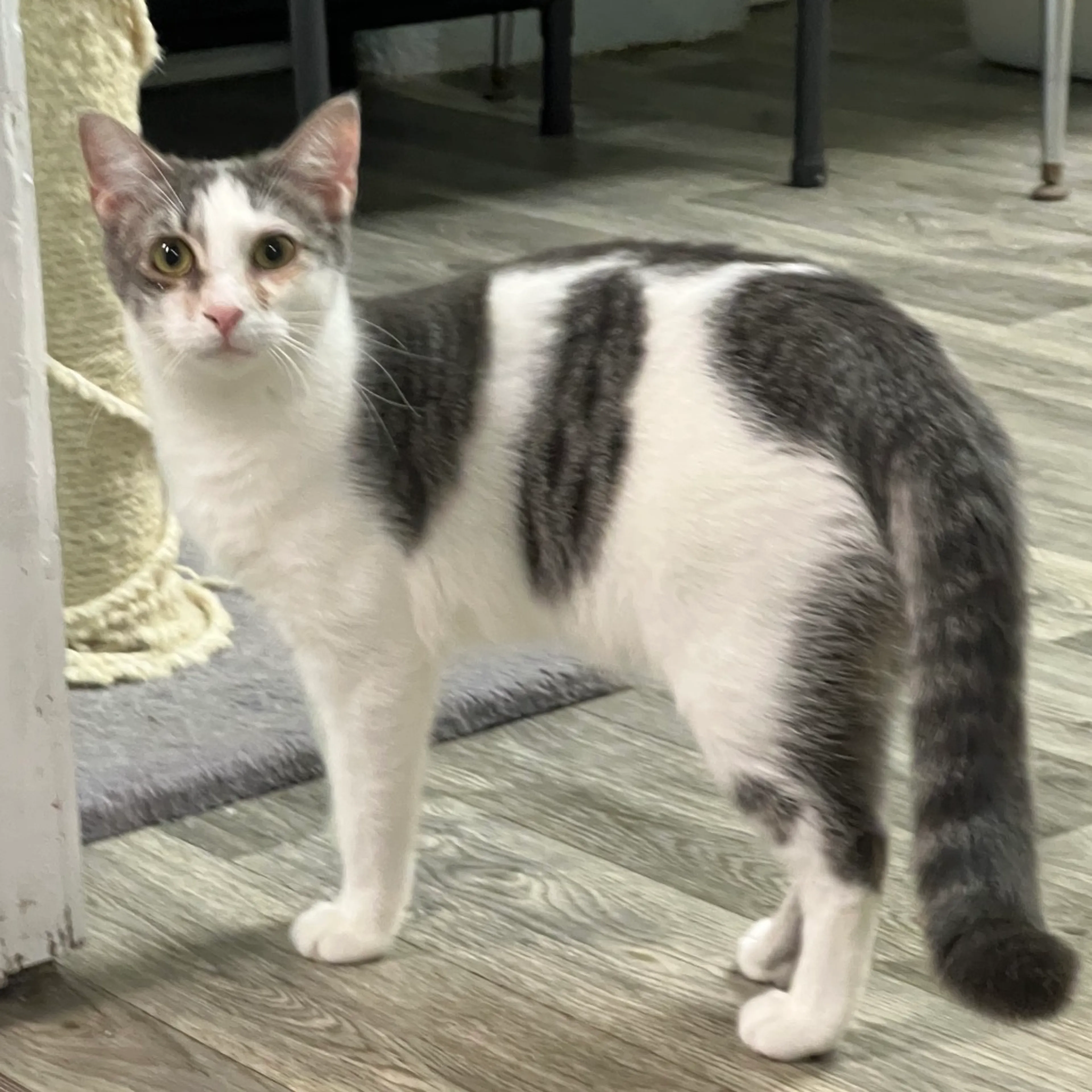 Found pet-0