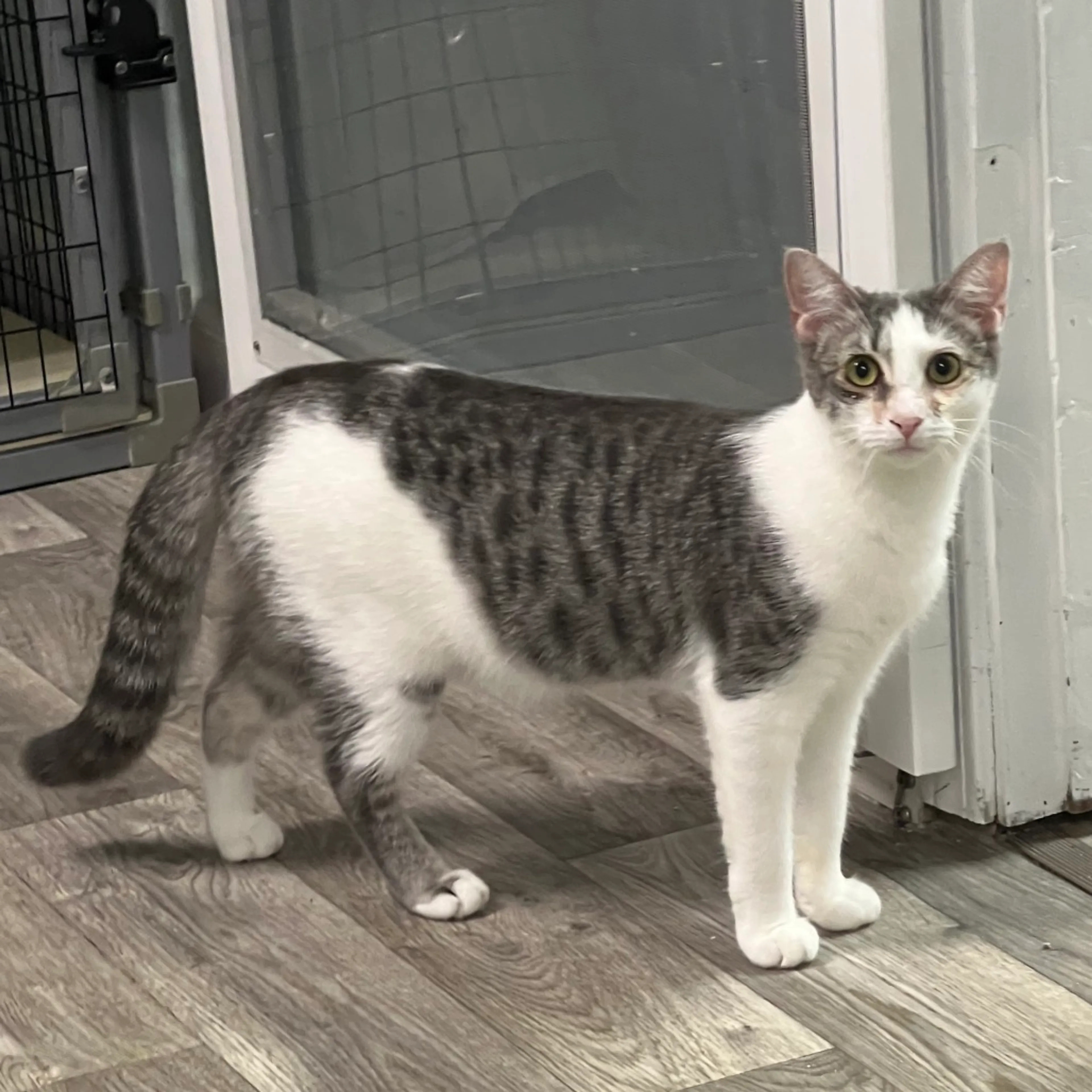 Found pet-2