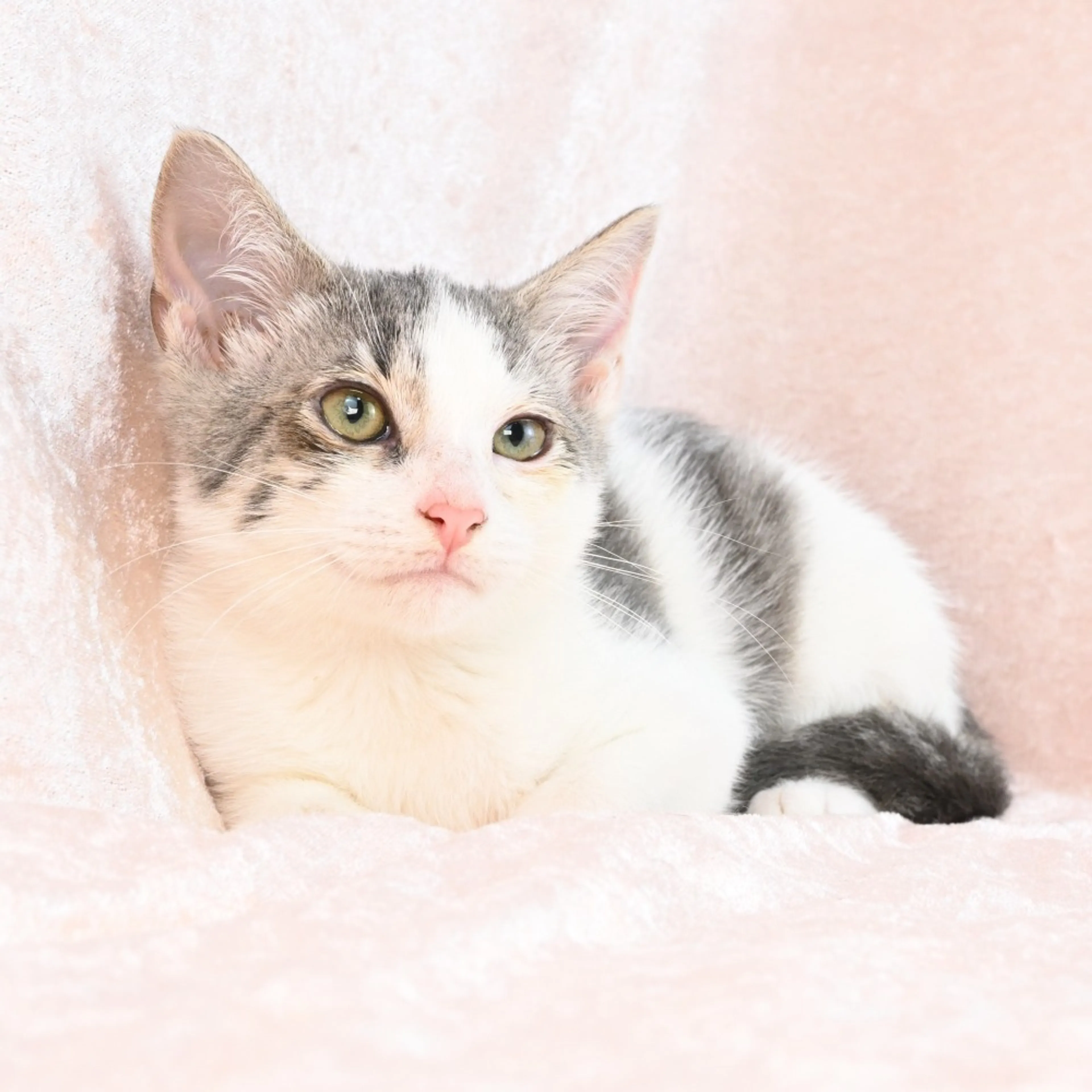 Found pet-1