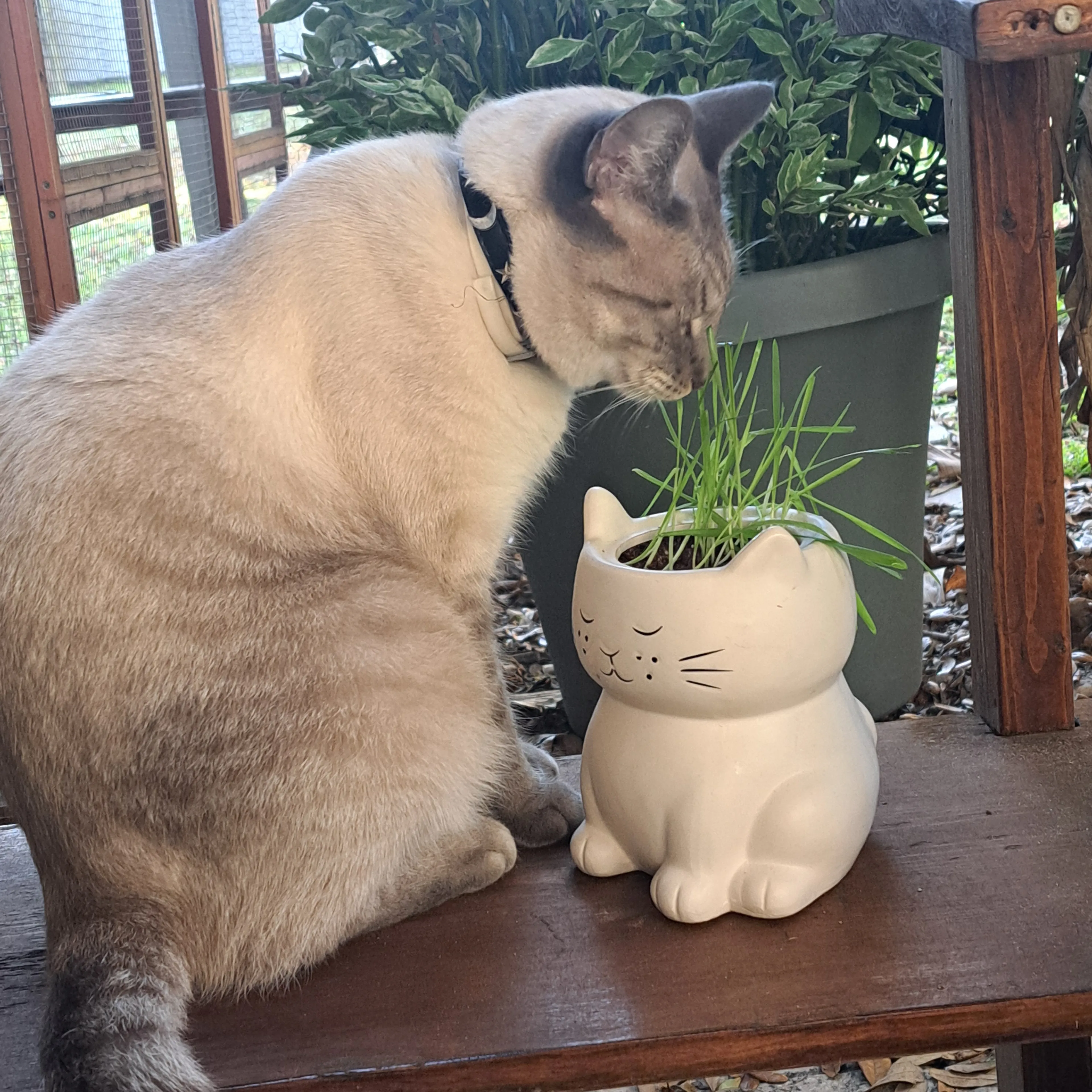 Lost pet-1