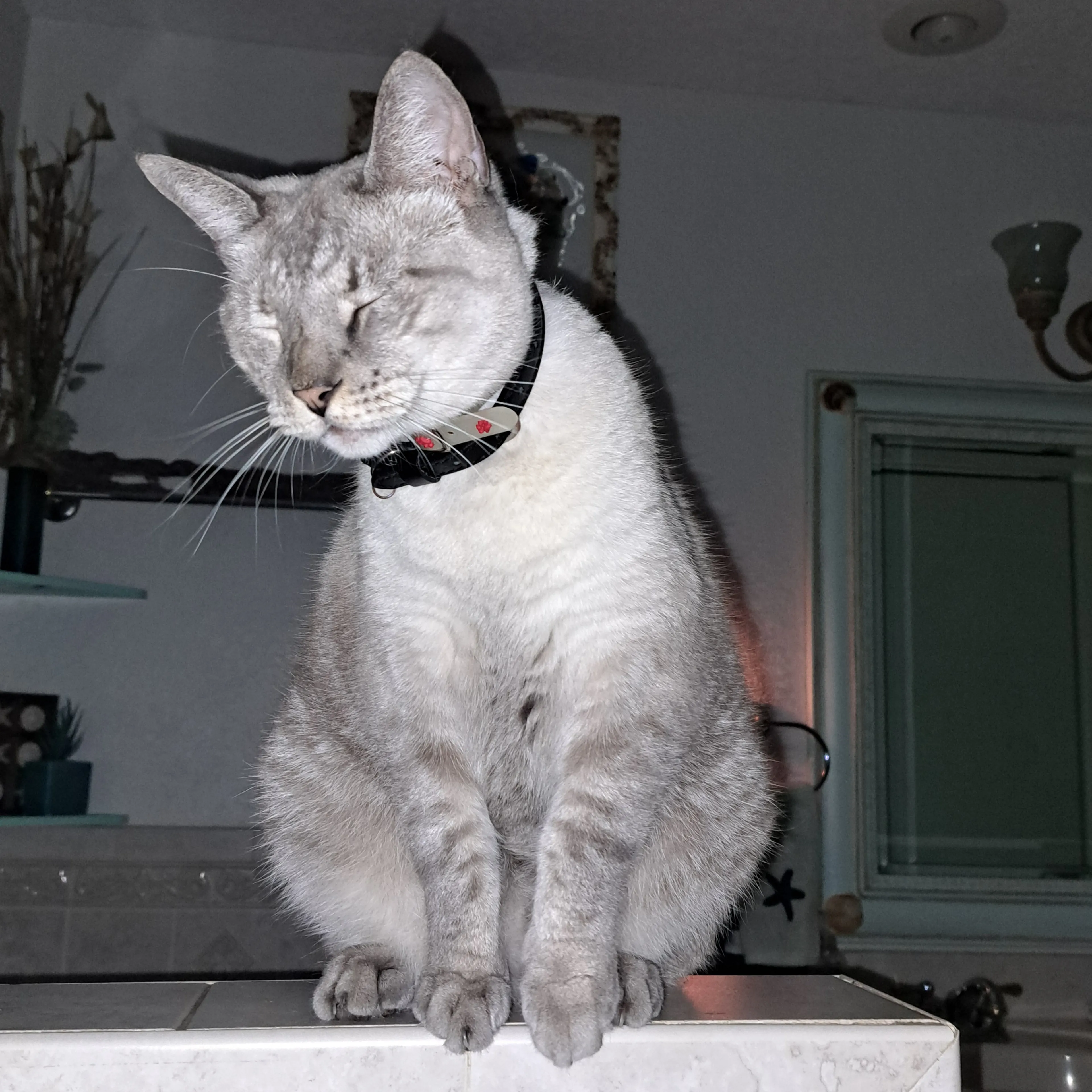 Lost pet-3