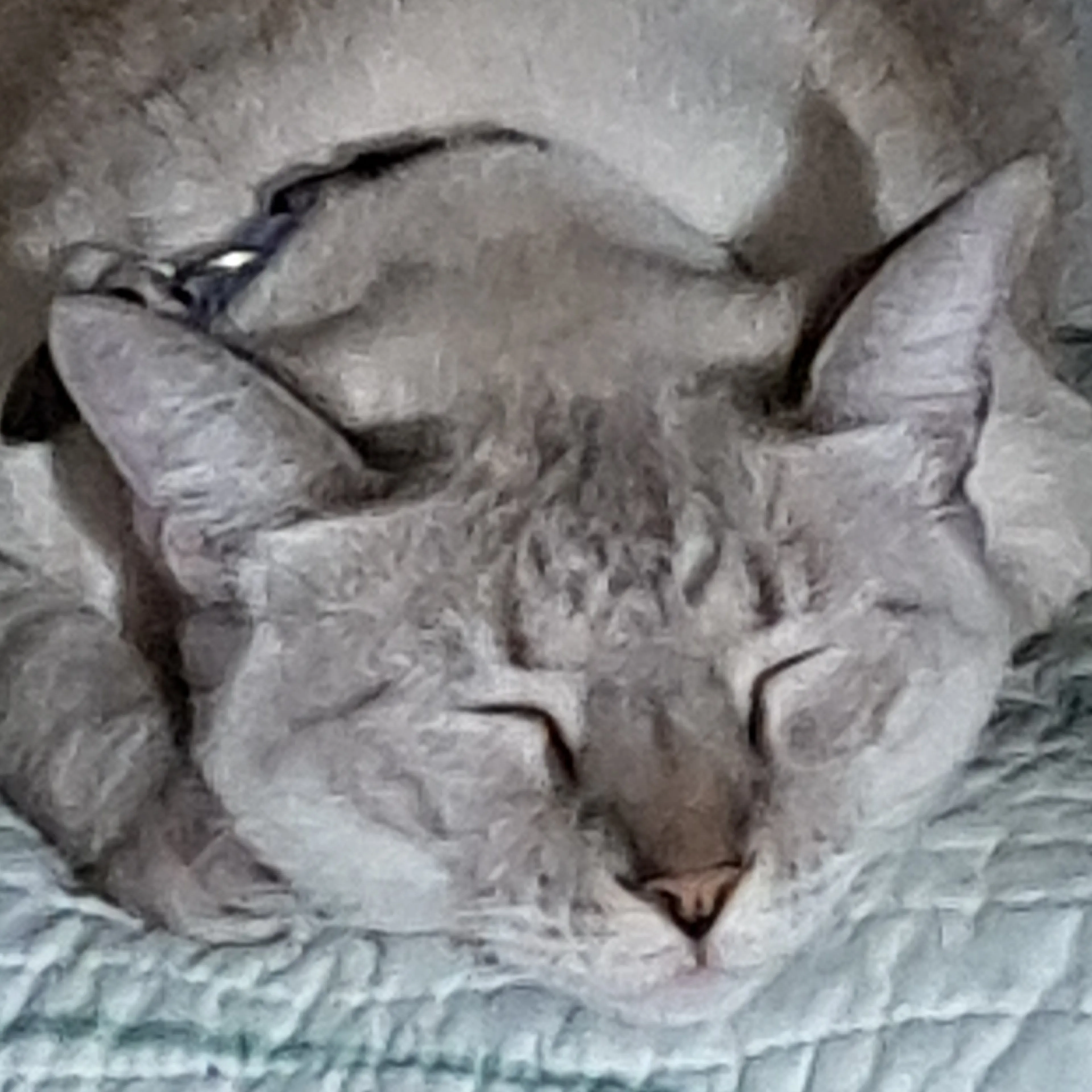 Lost pet-2