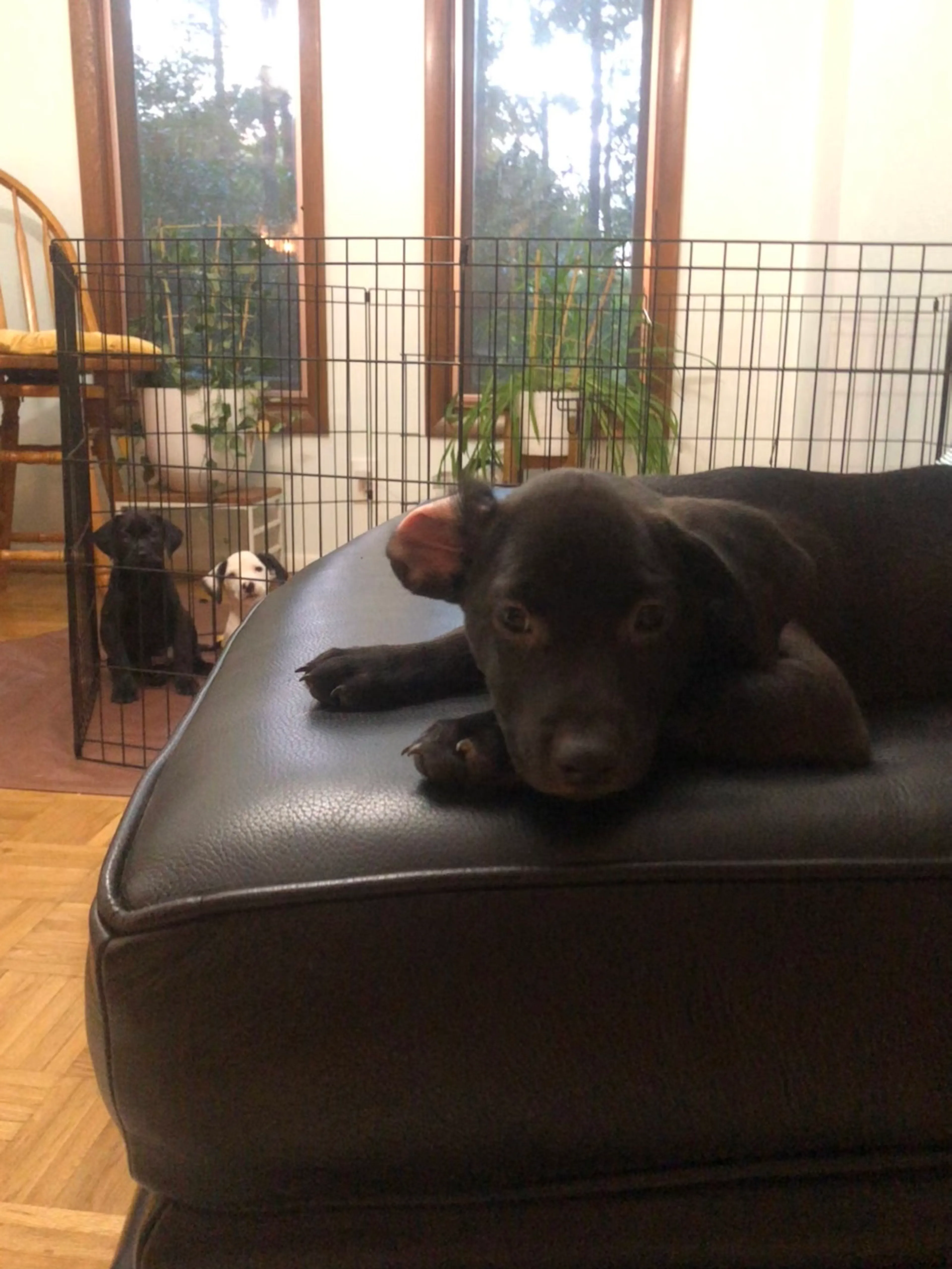 Found pet-18