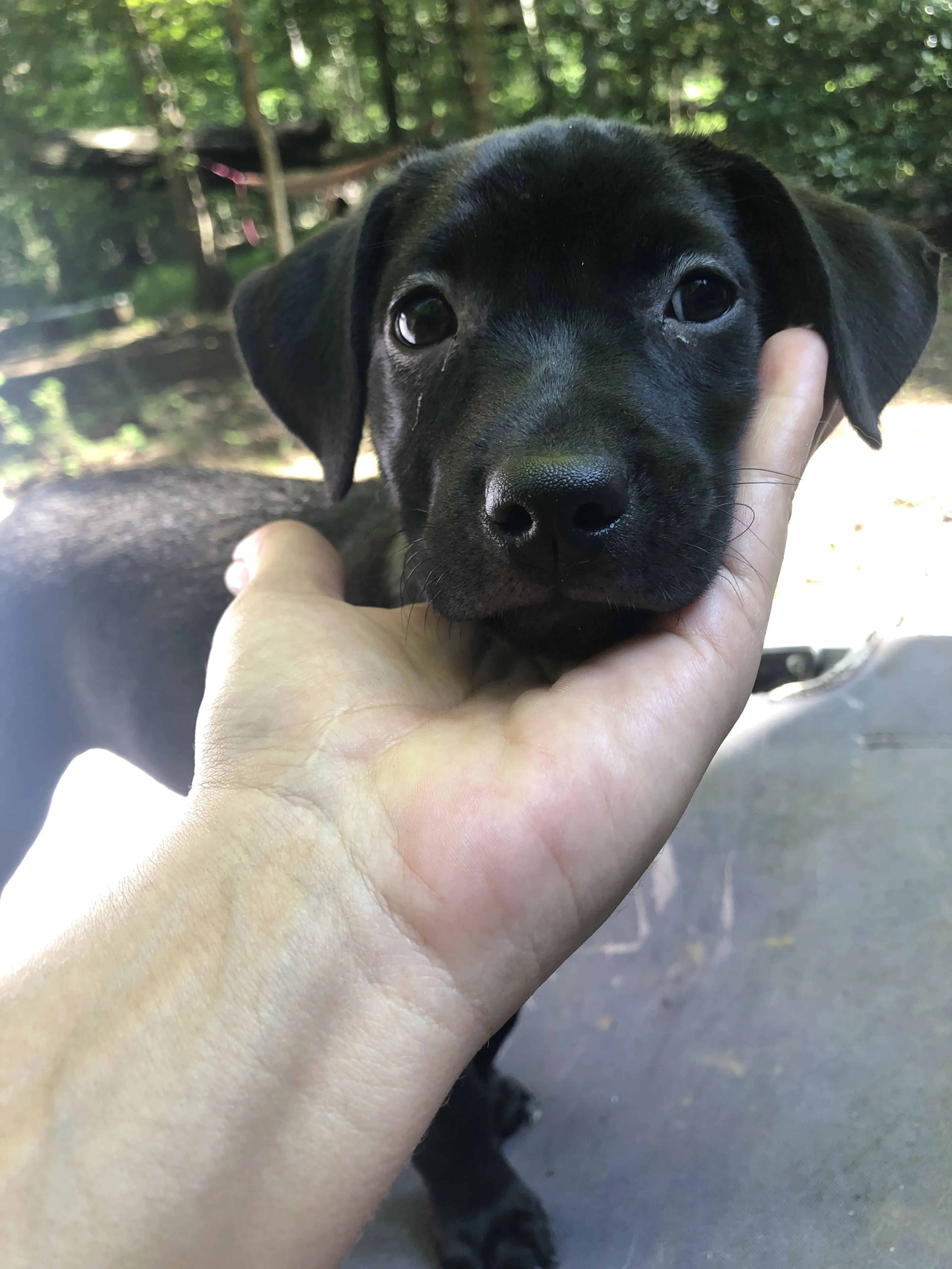 Found pet-17