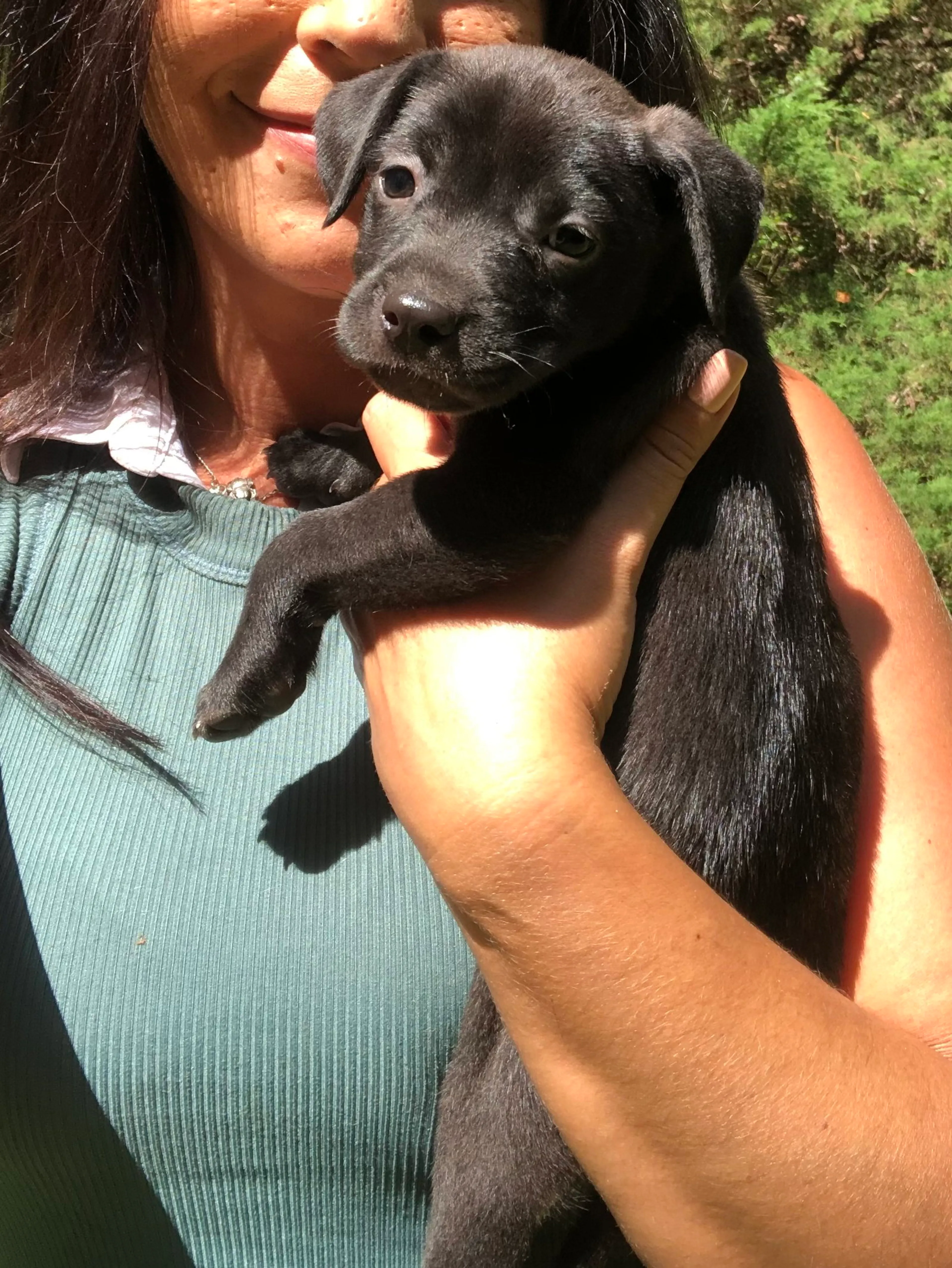 Found pet-16