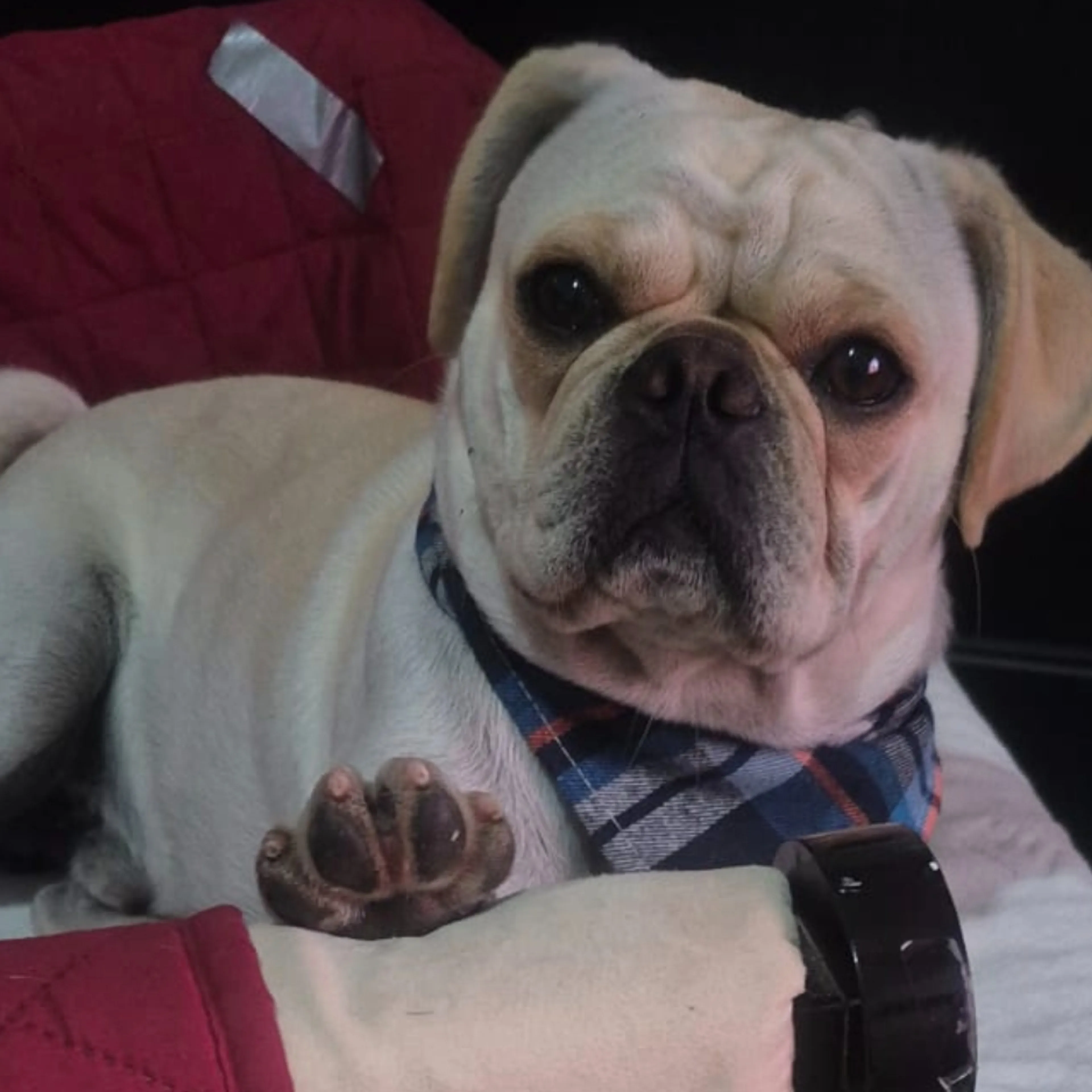 Lost pet-3
