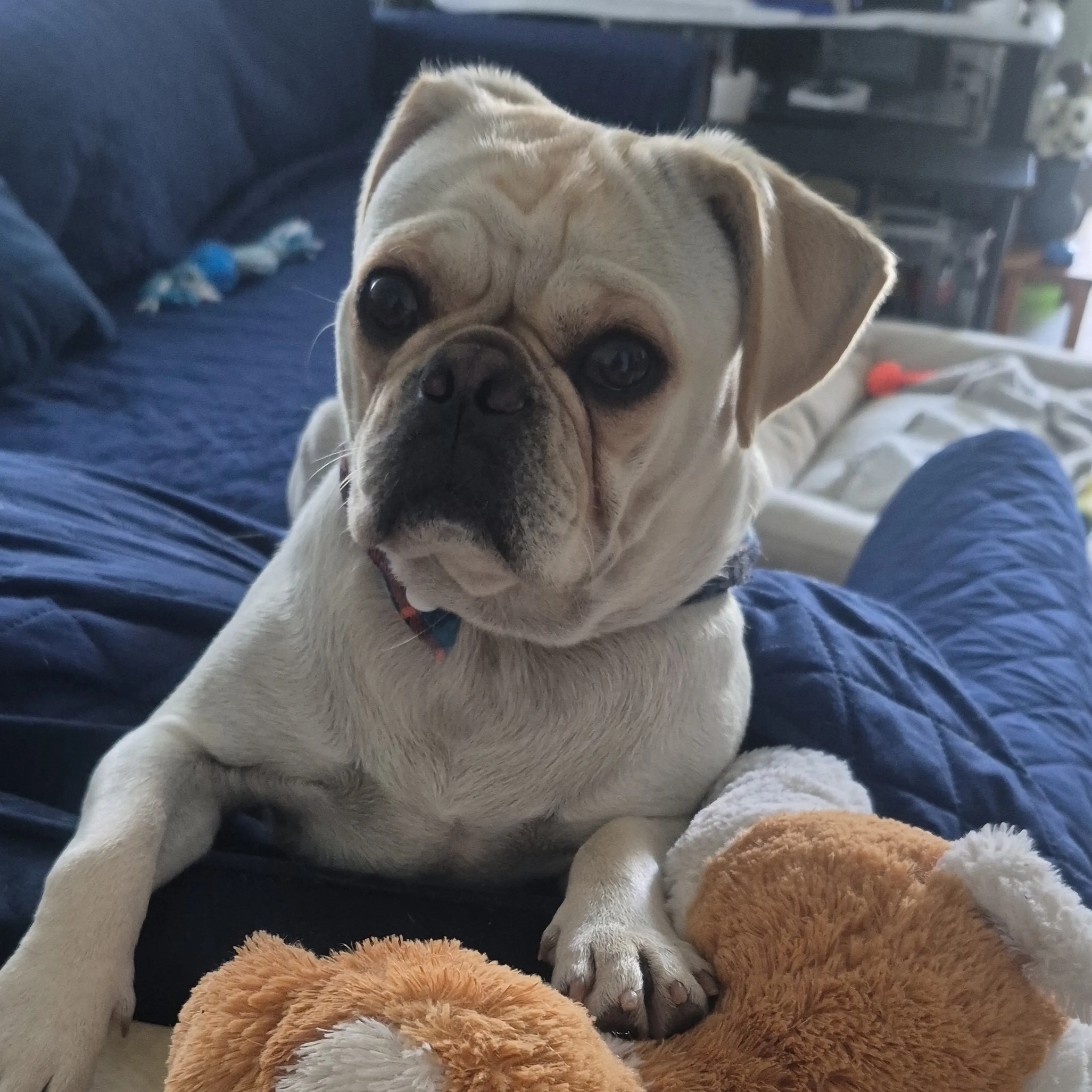 Lost pet-2