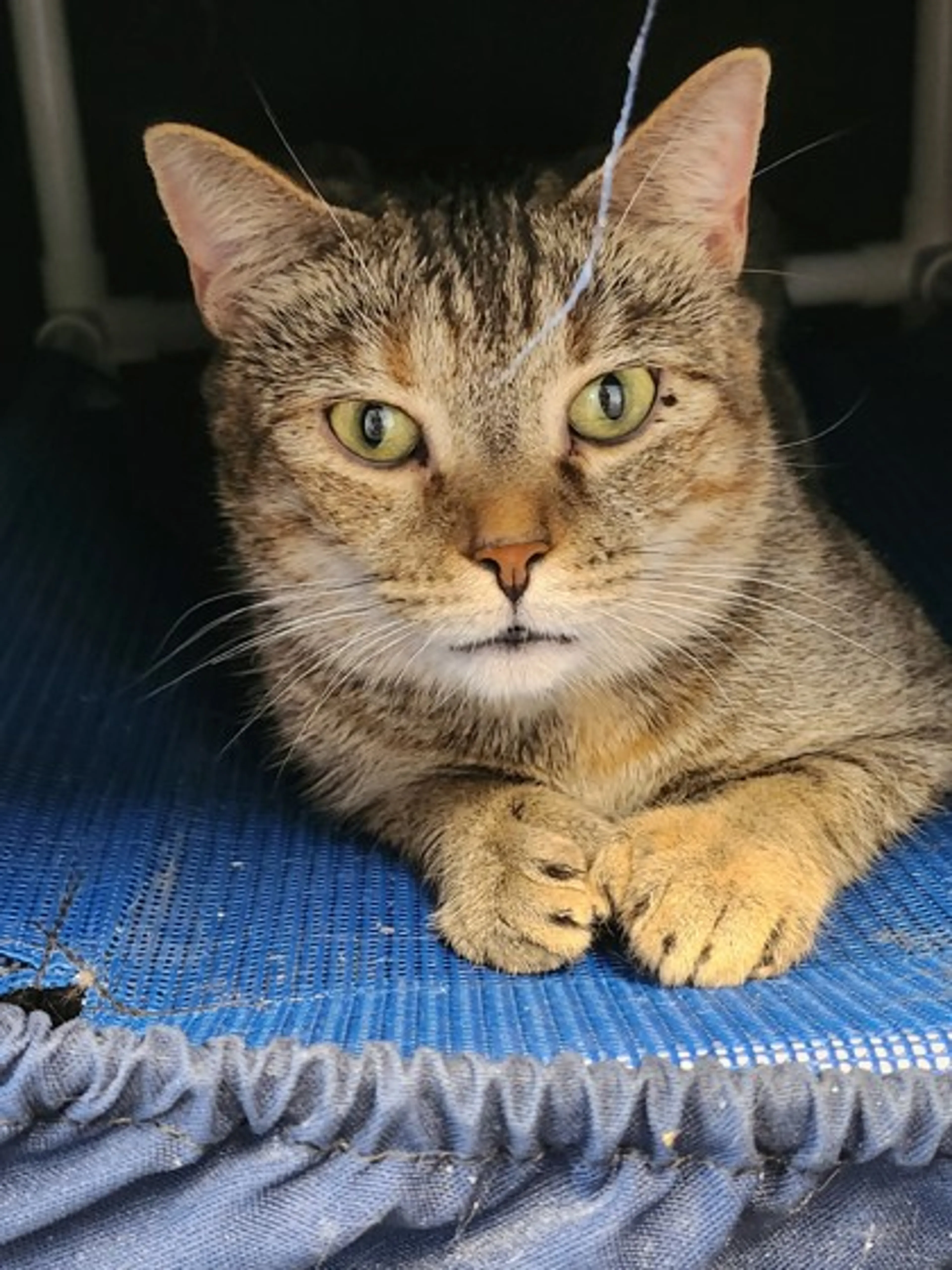 Found pet-1