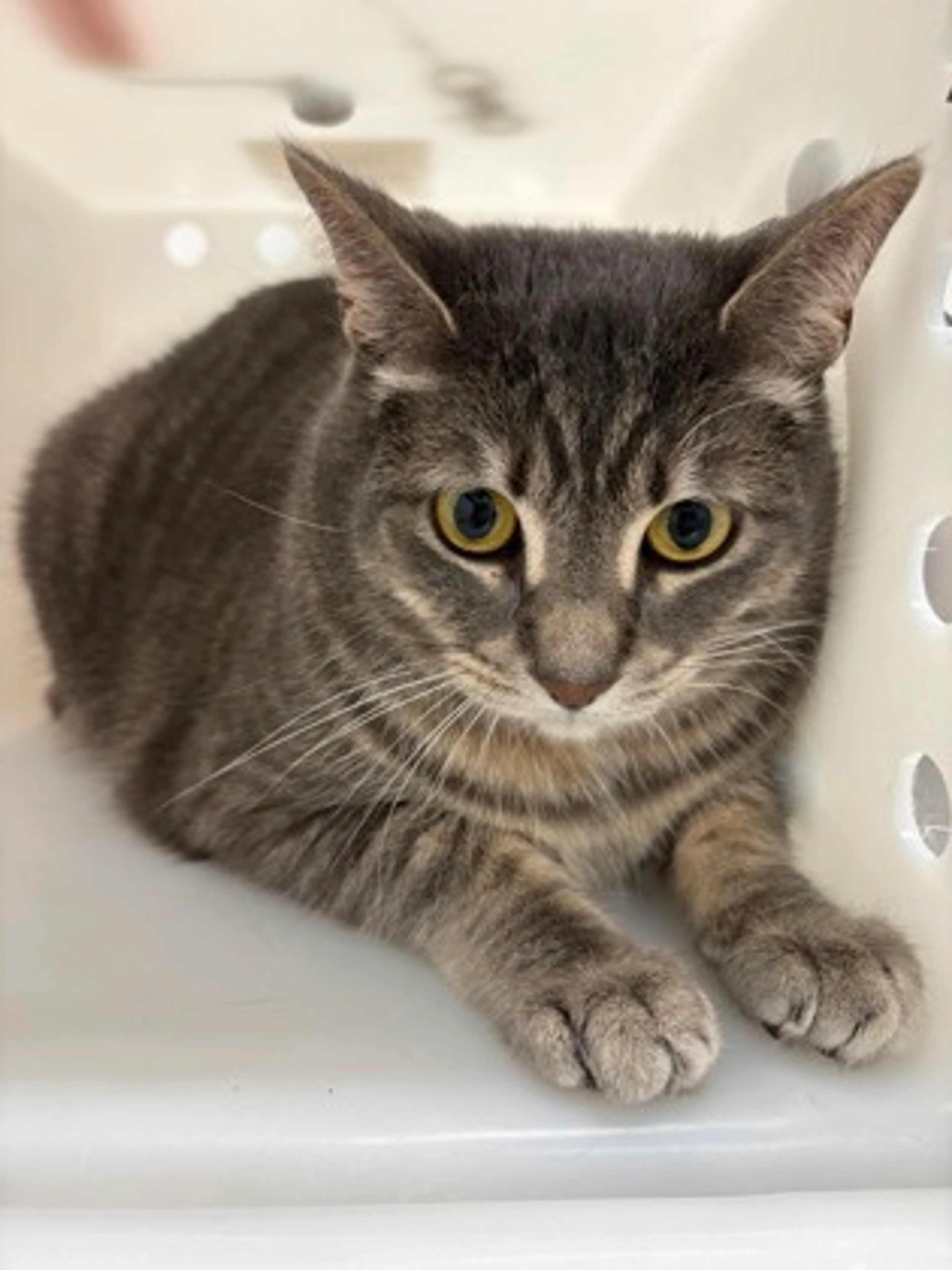 Found pet