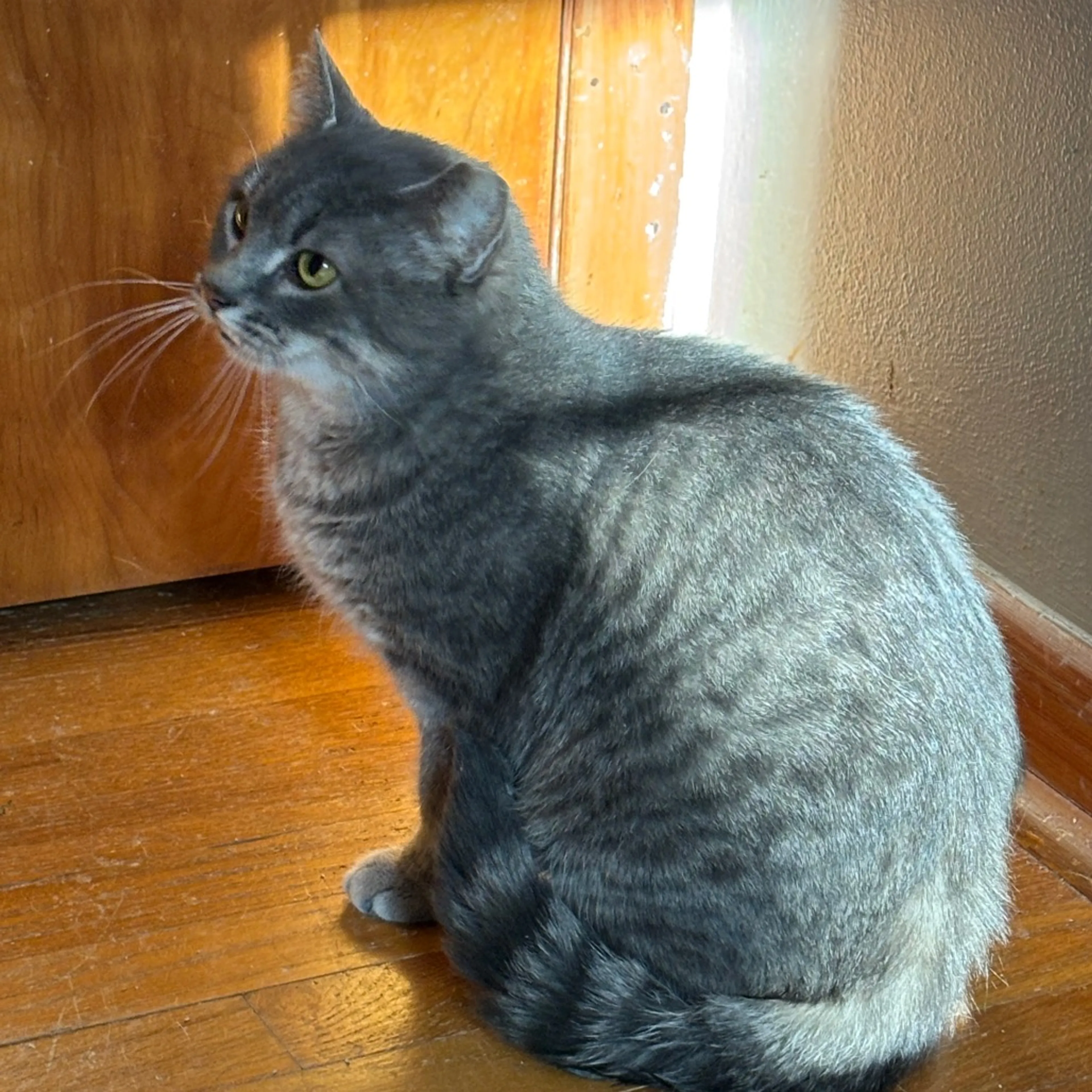 Found pet-1