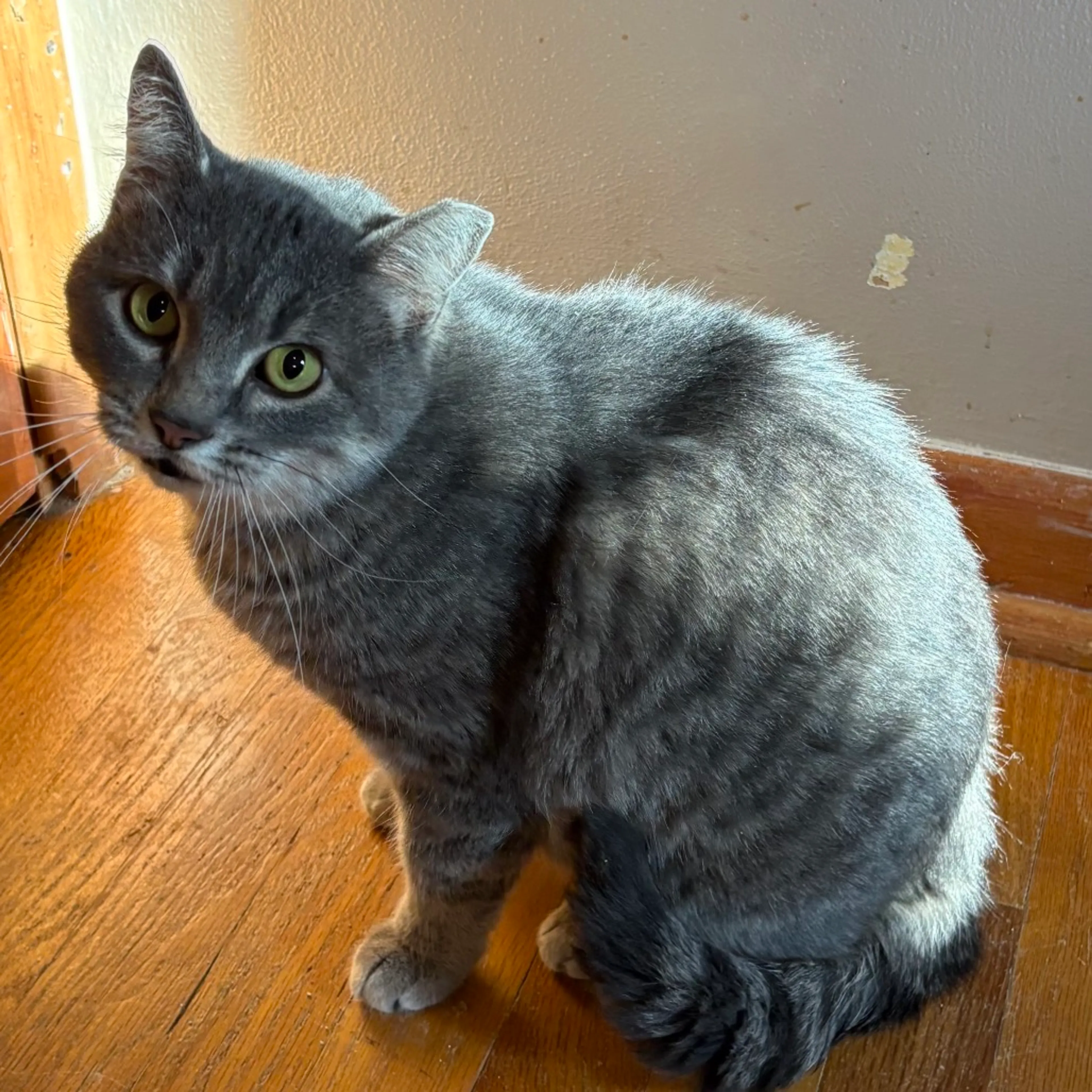 Found pet-0