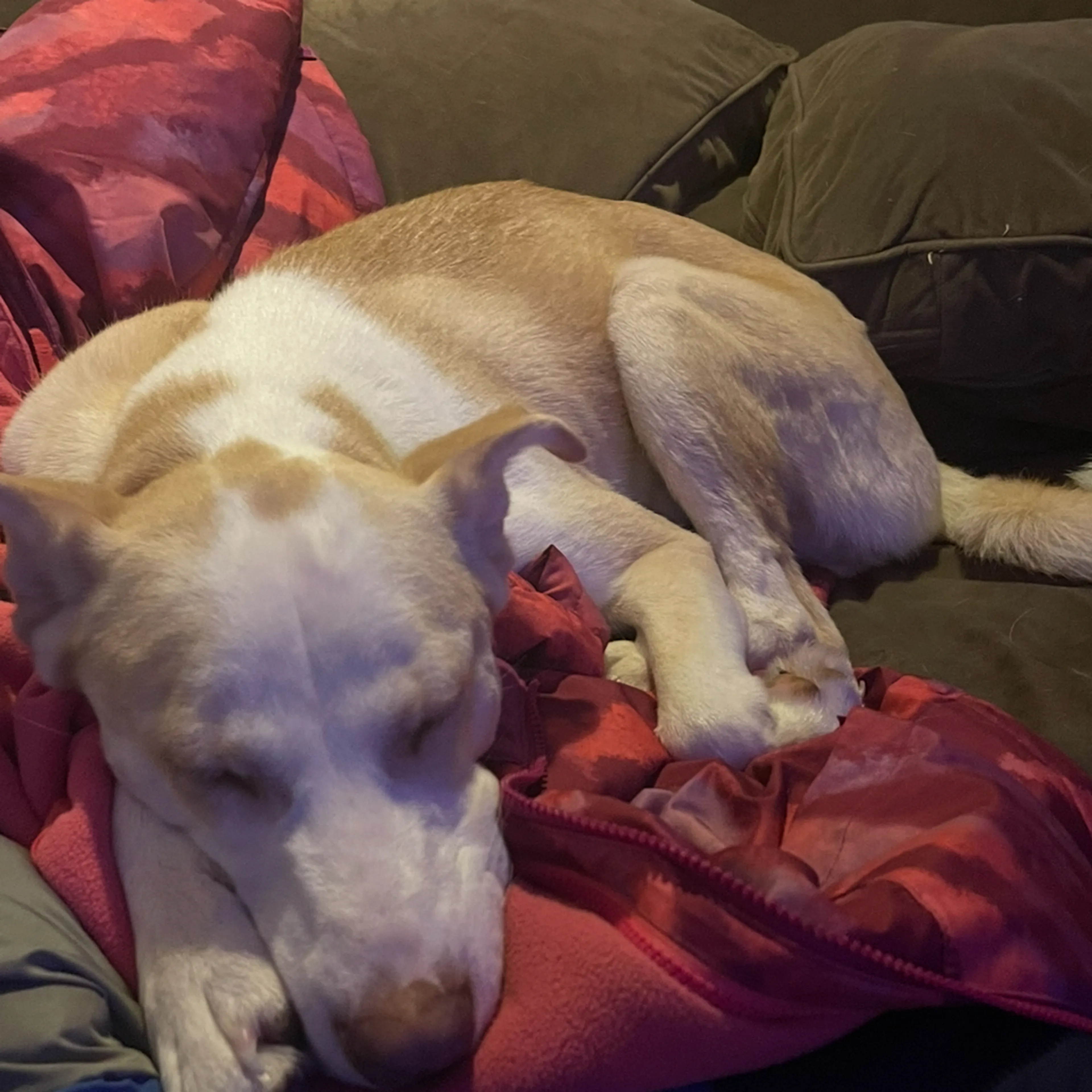 cdn image