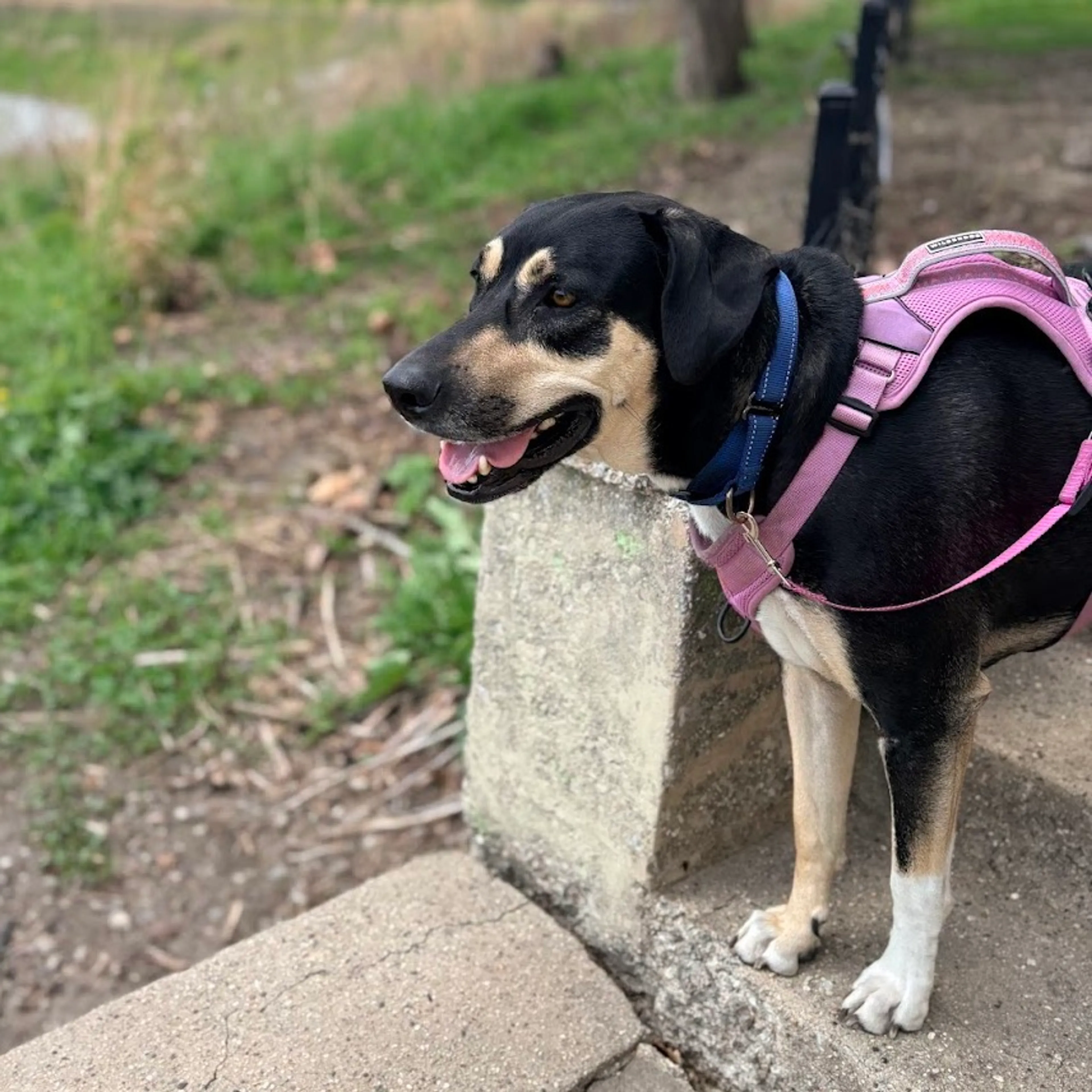 Found pet-13