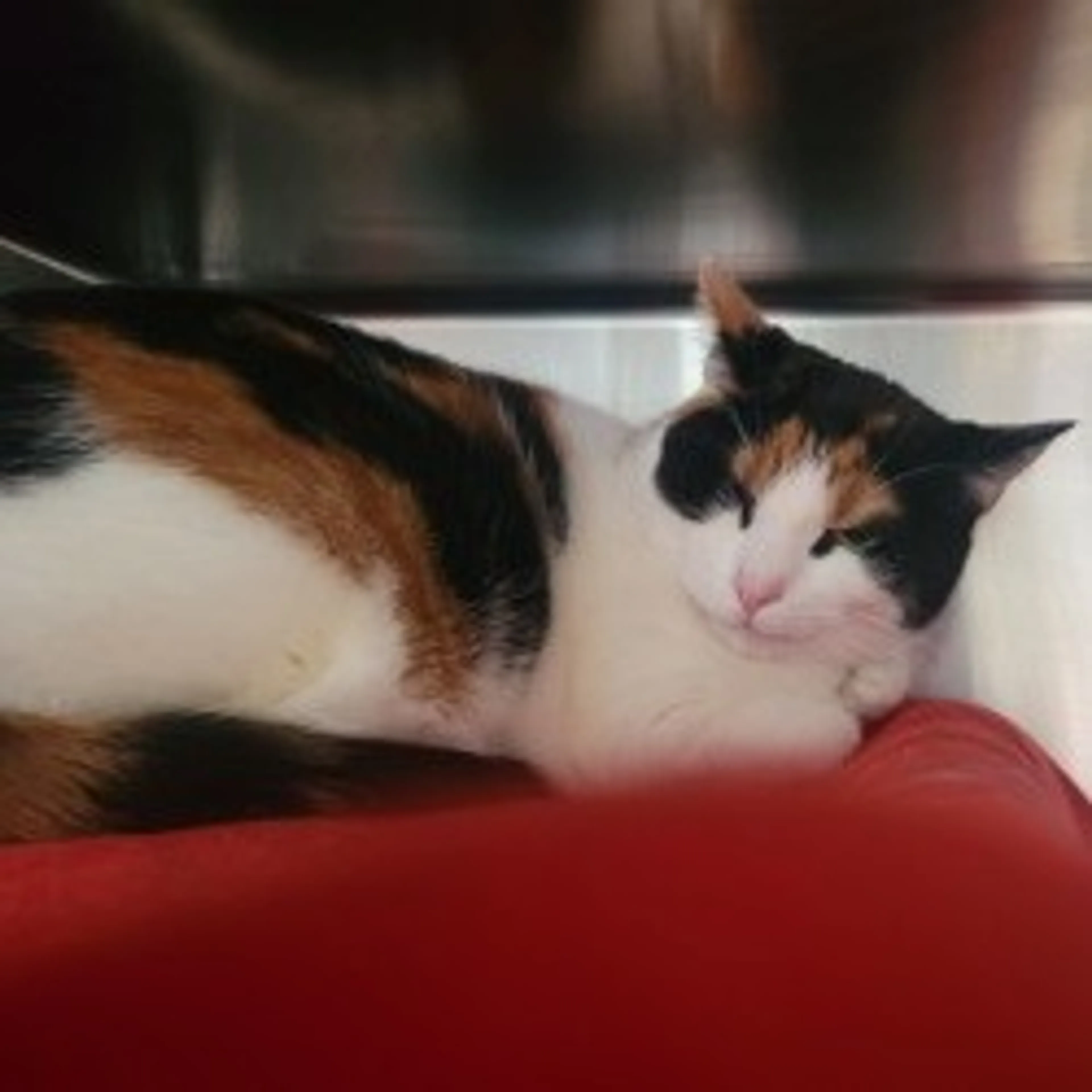 Found pet-1