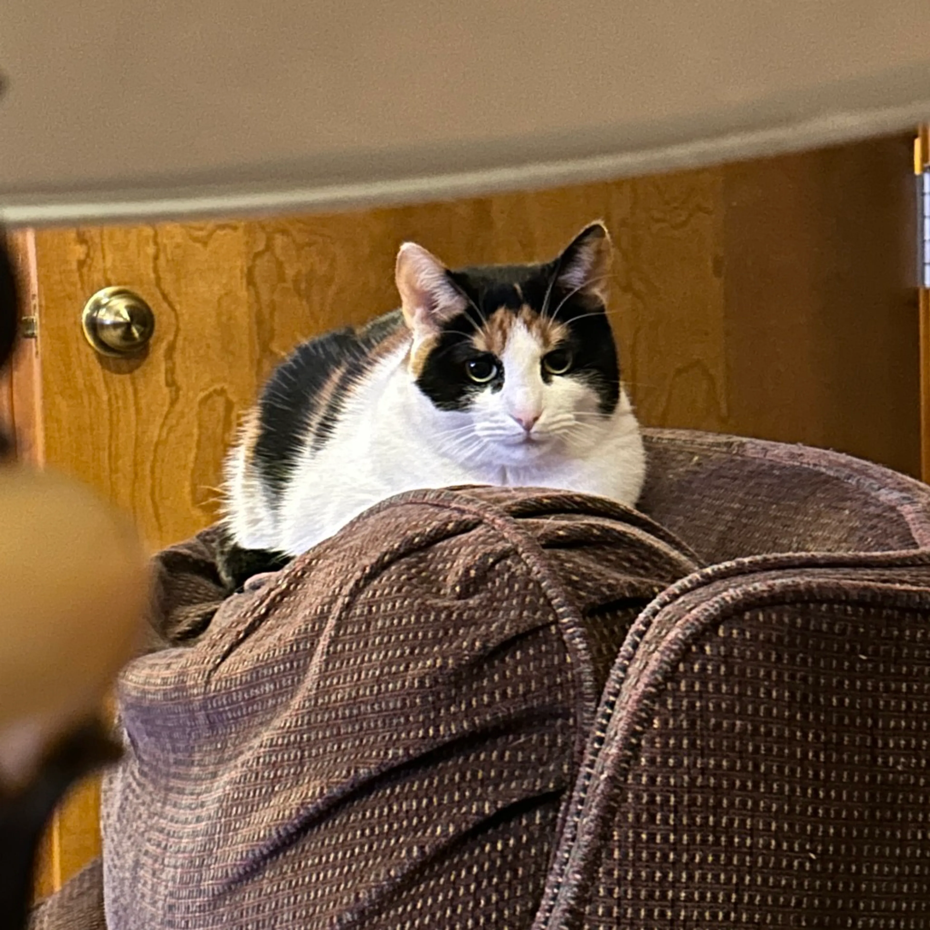 Found pet-3