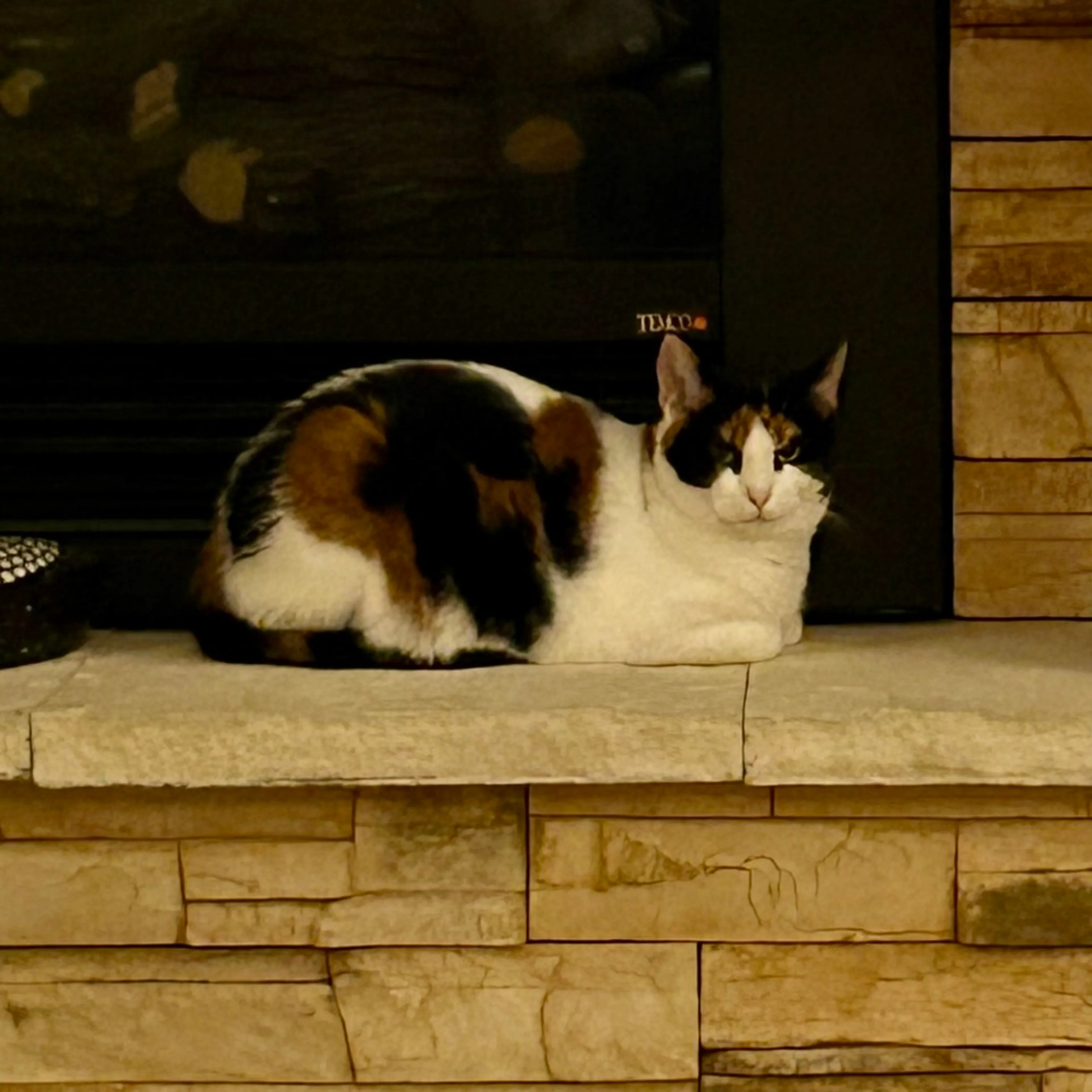 Found pet-0