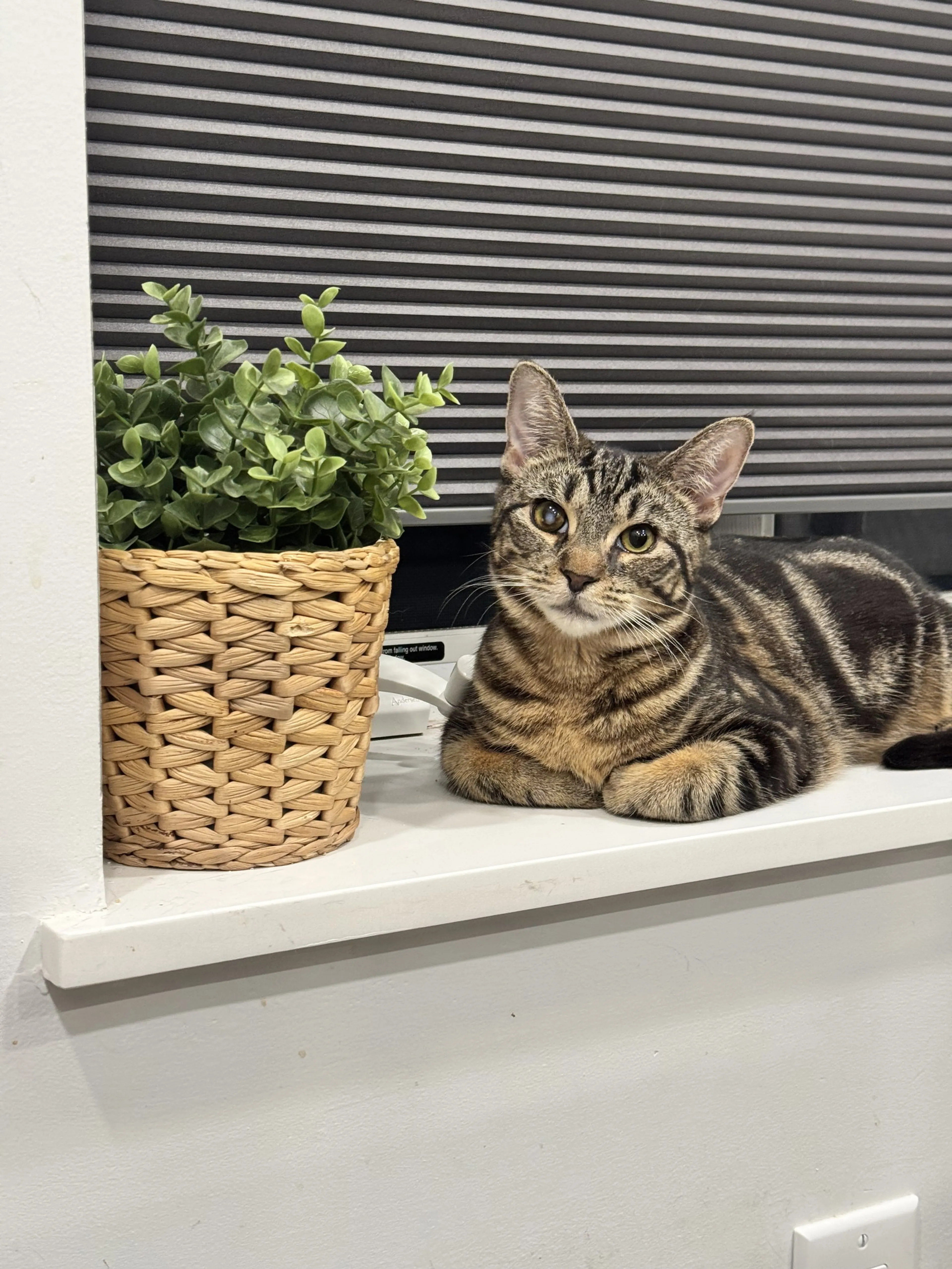Found pet-2