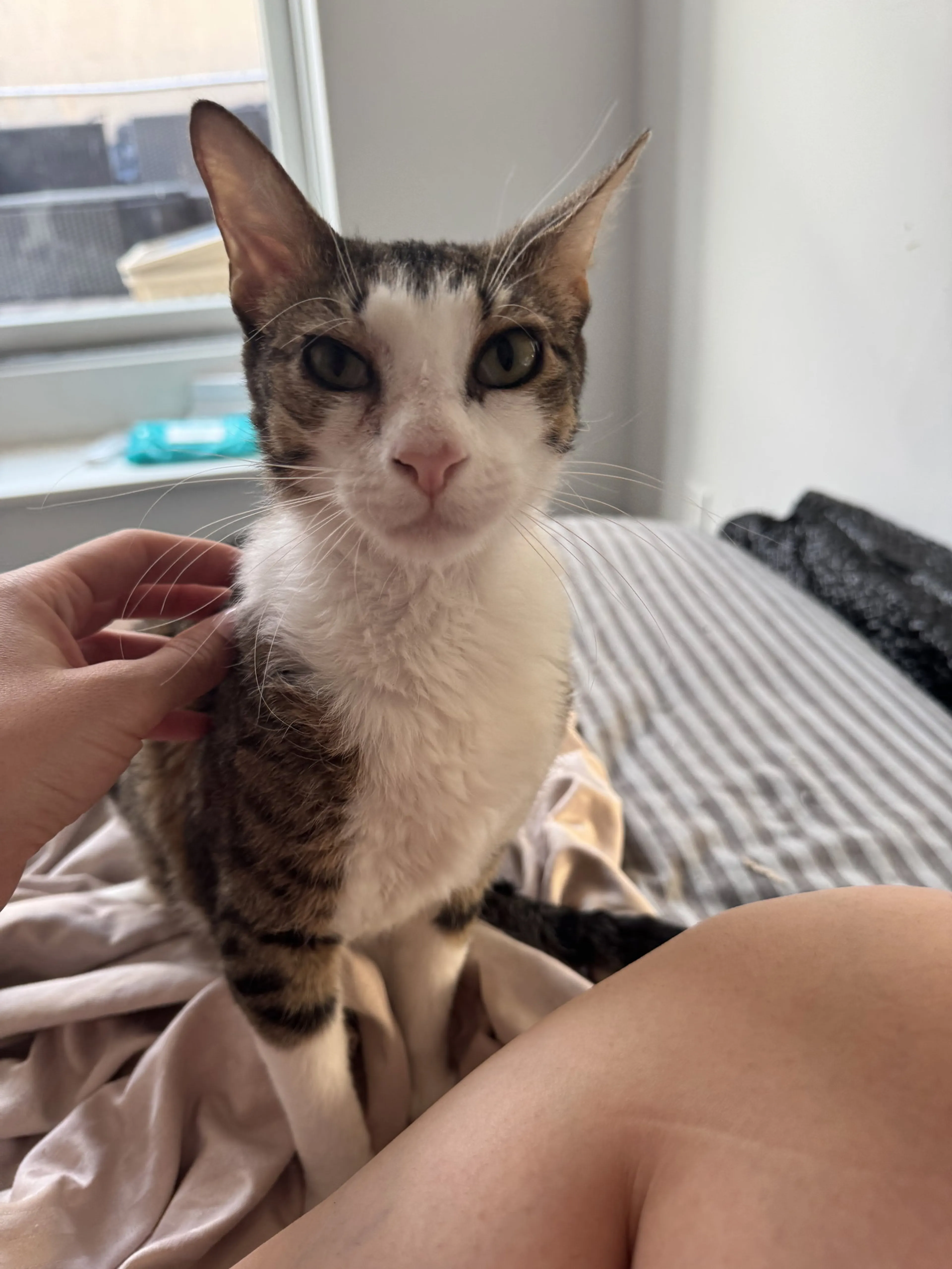 Found pet-1