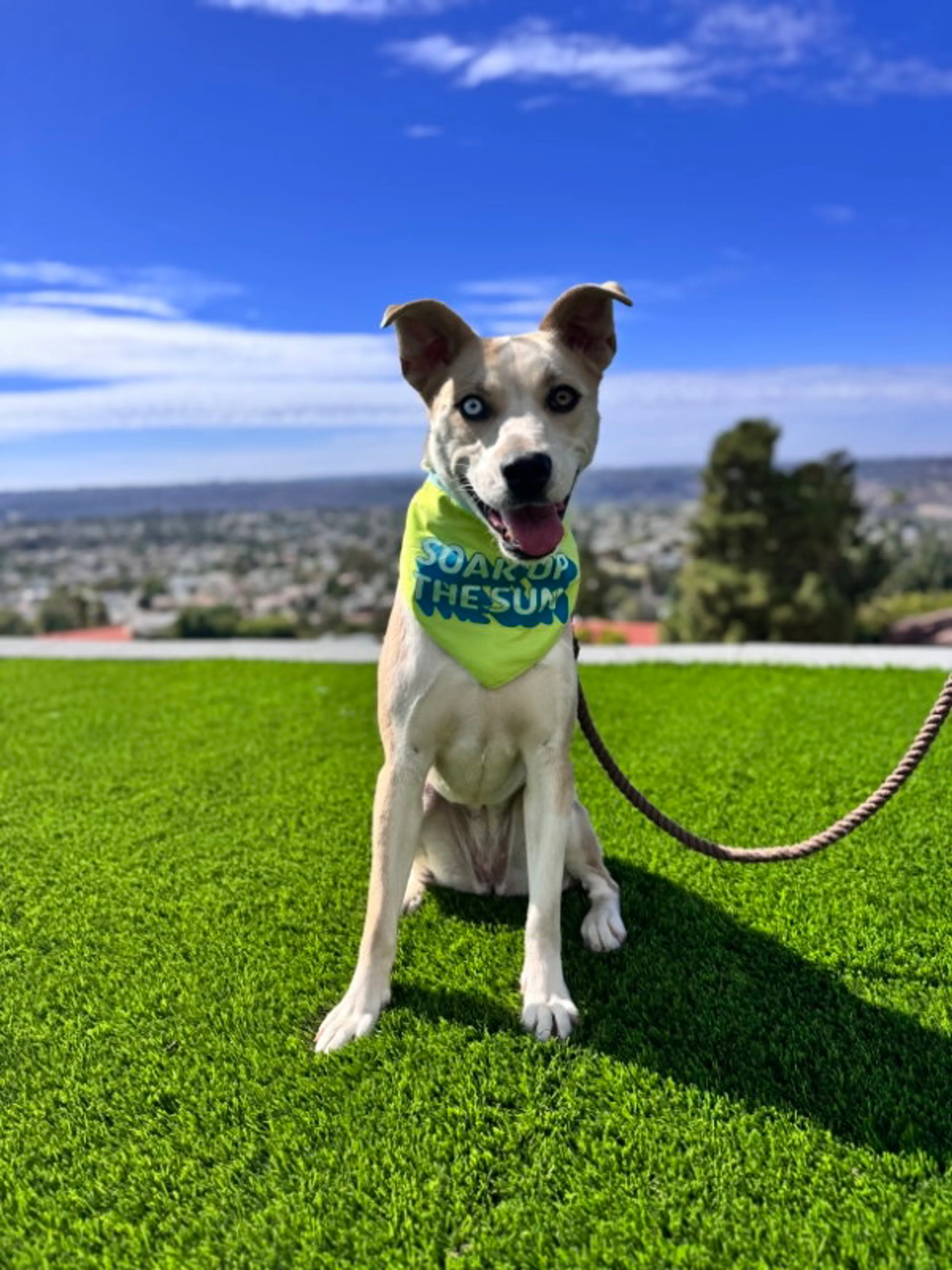 Found pet-11
