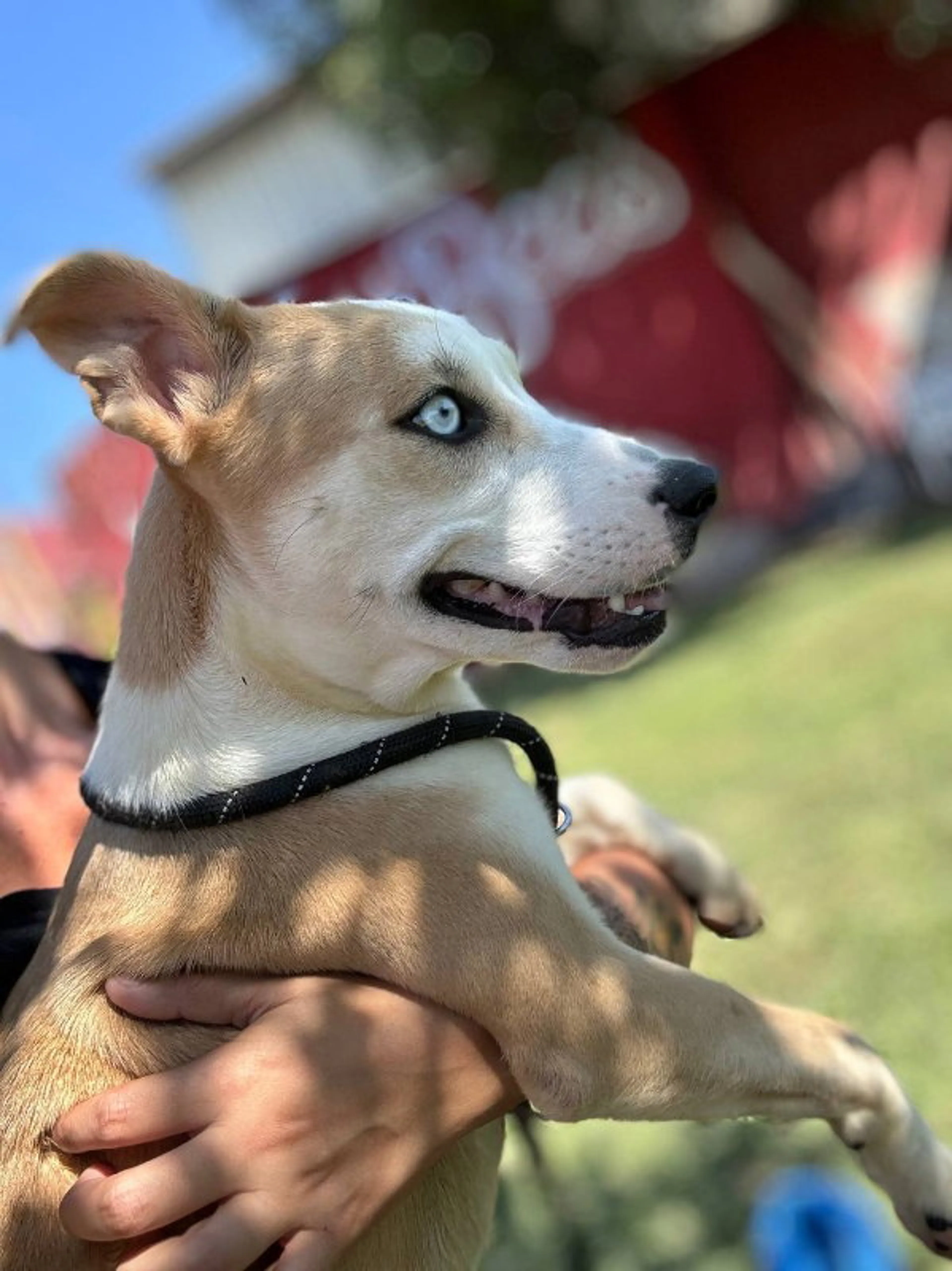 Found pet-8