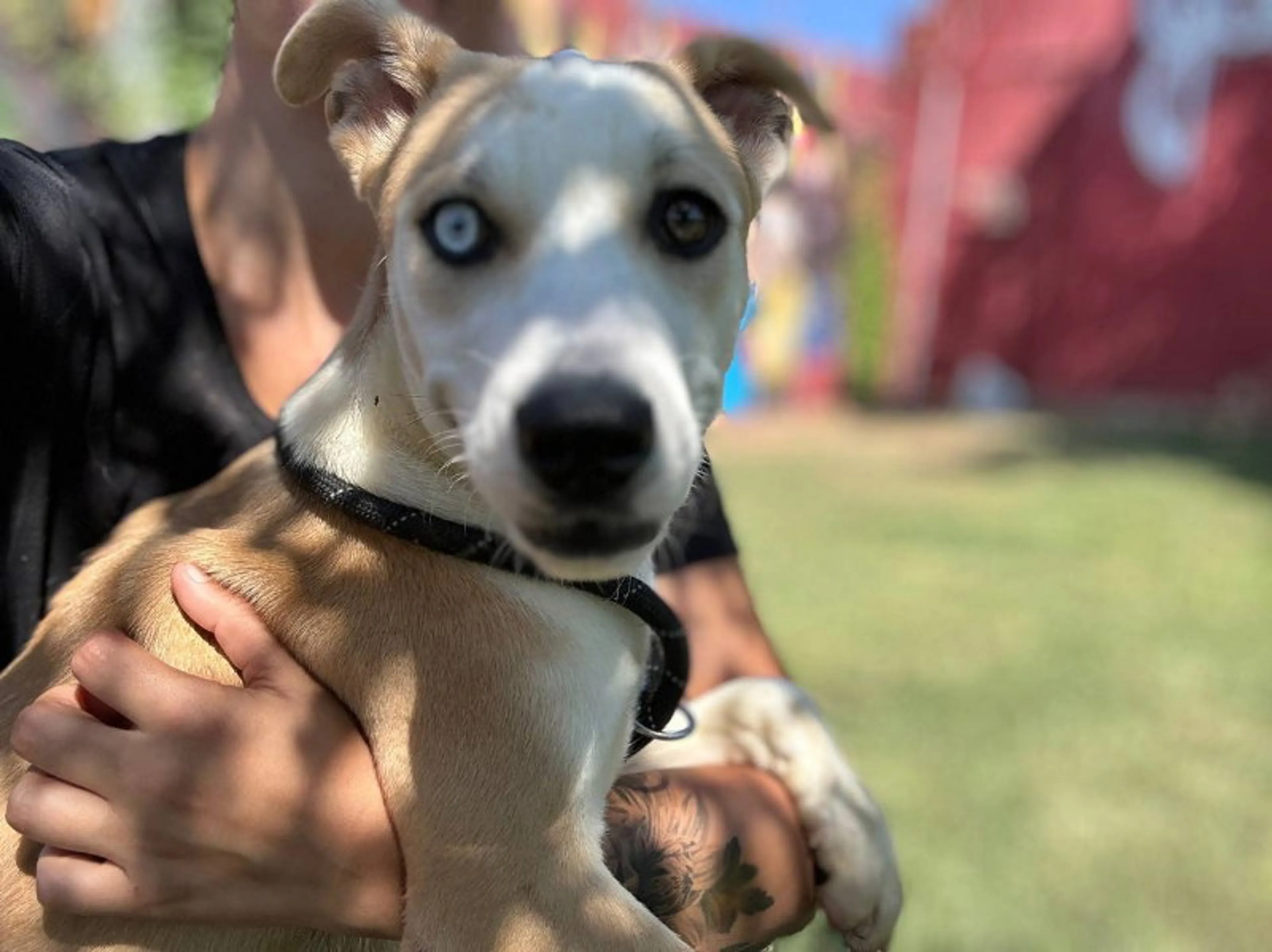 Found pet-9