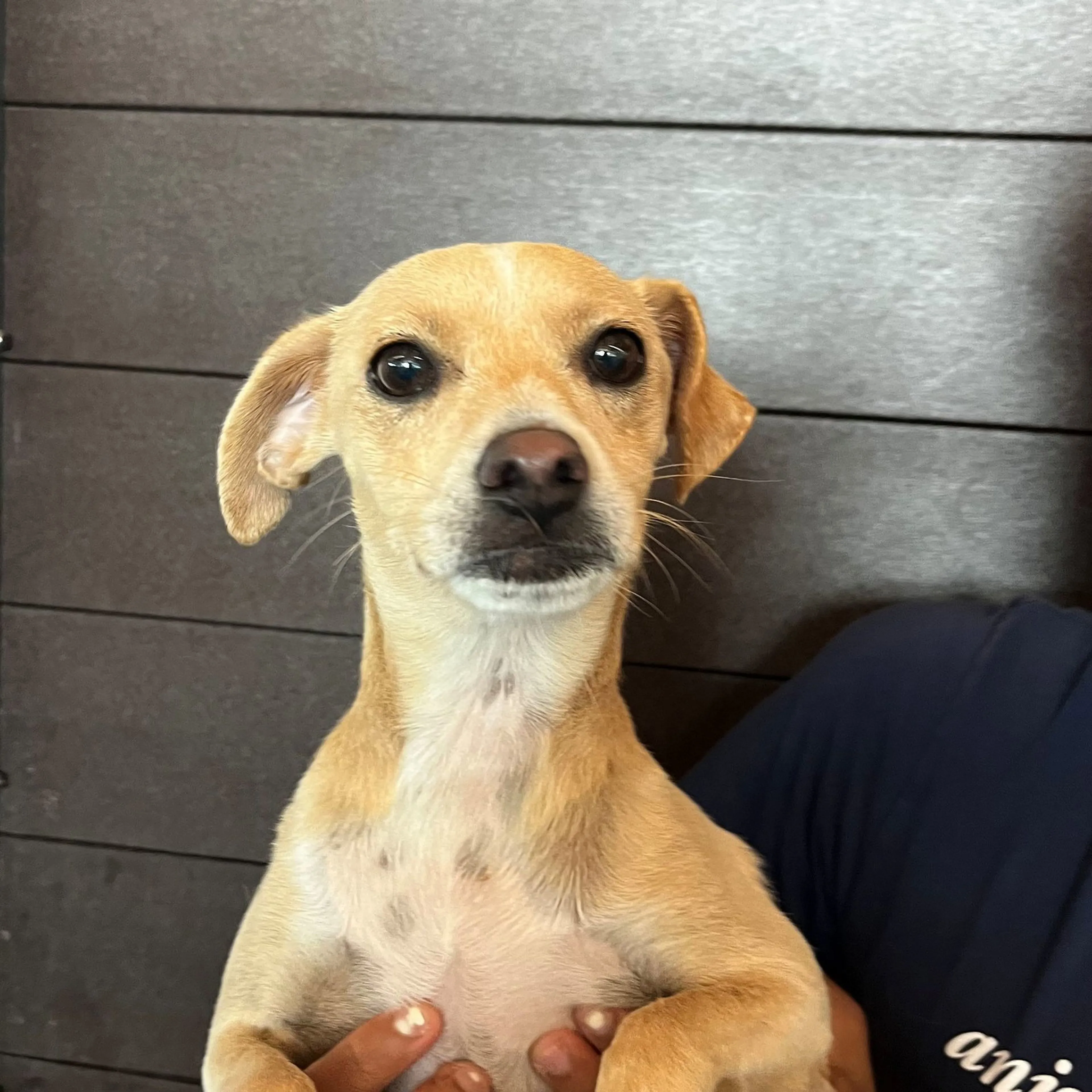 Found pet