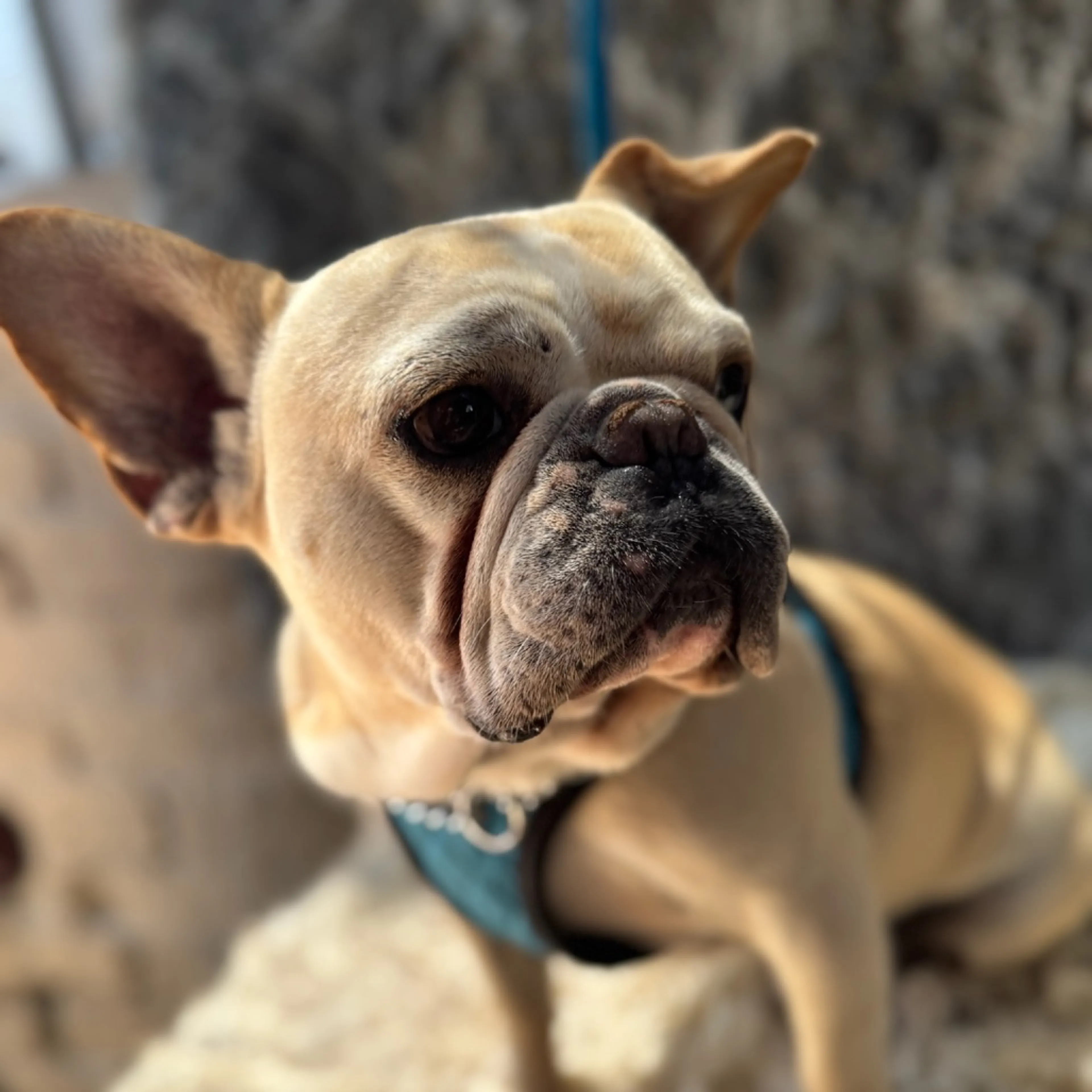 Found pet-1