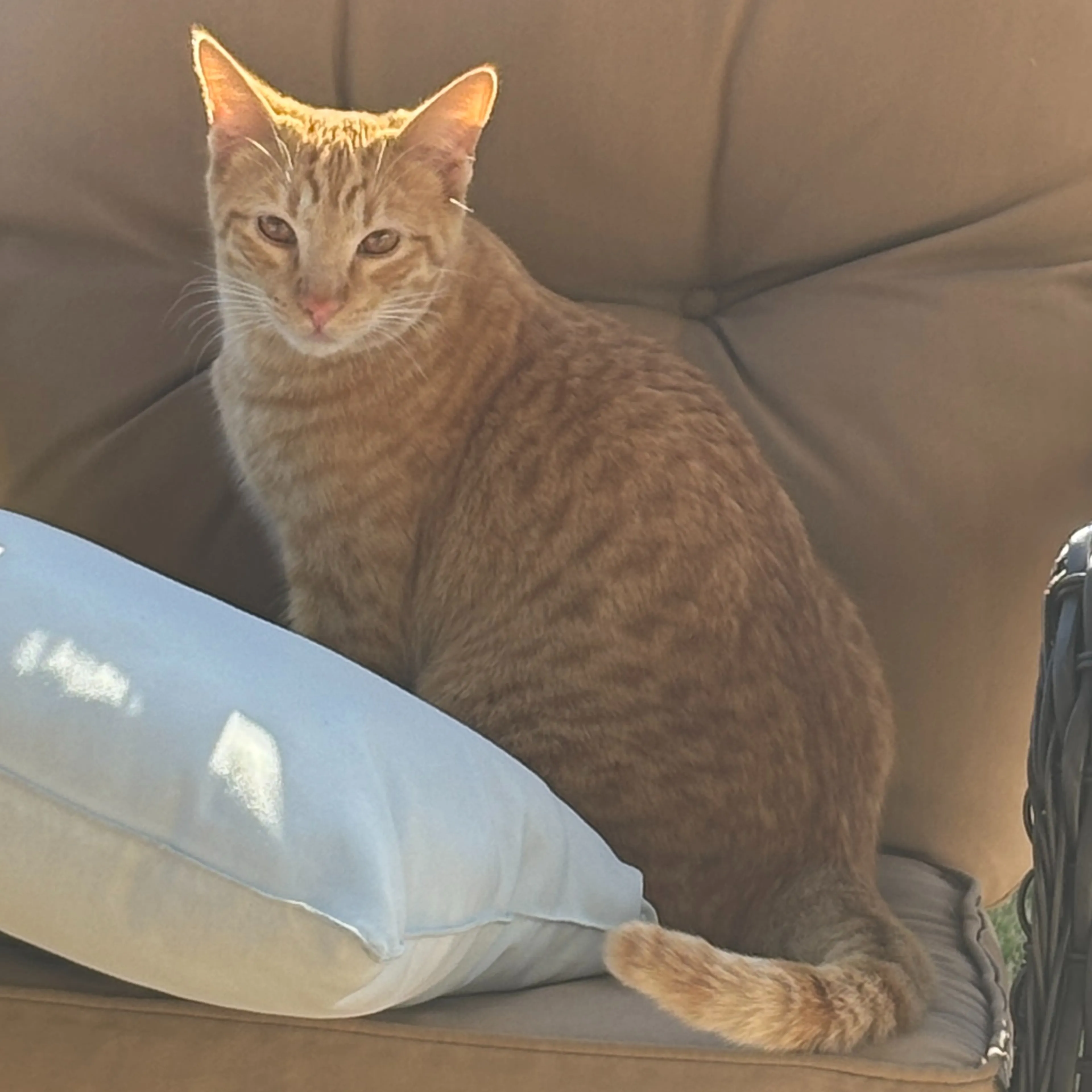 Lost pet-3