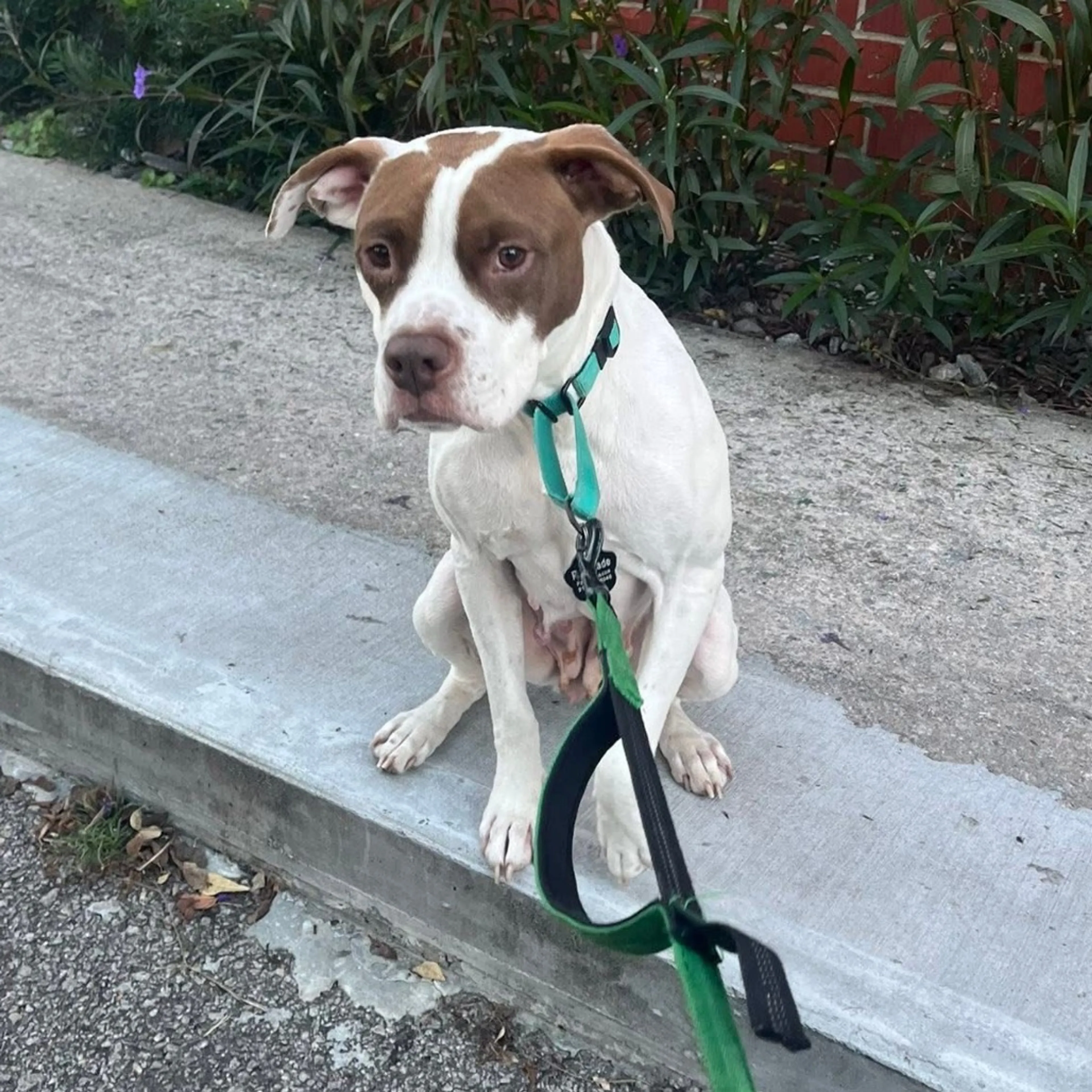 Found pet-11