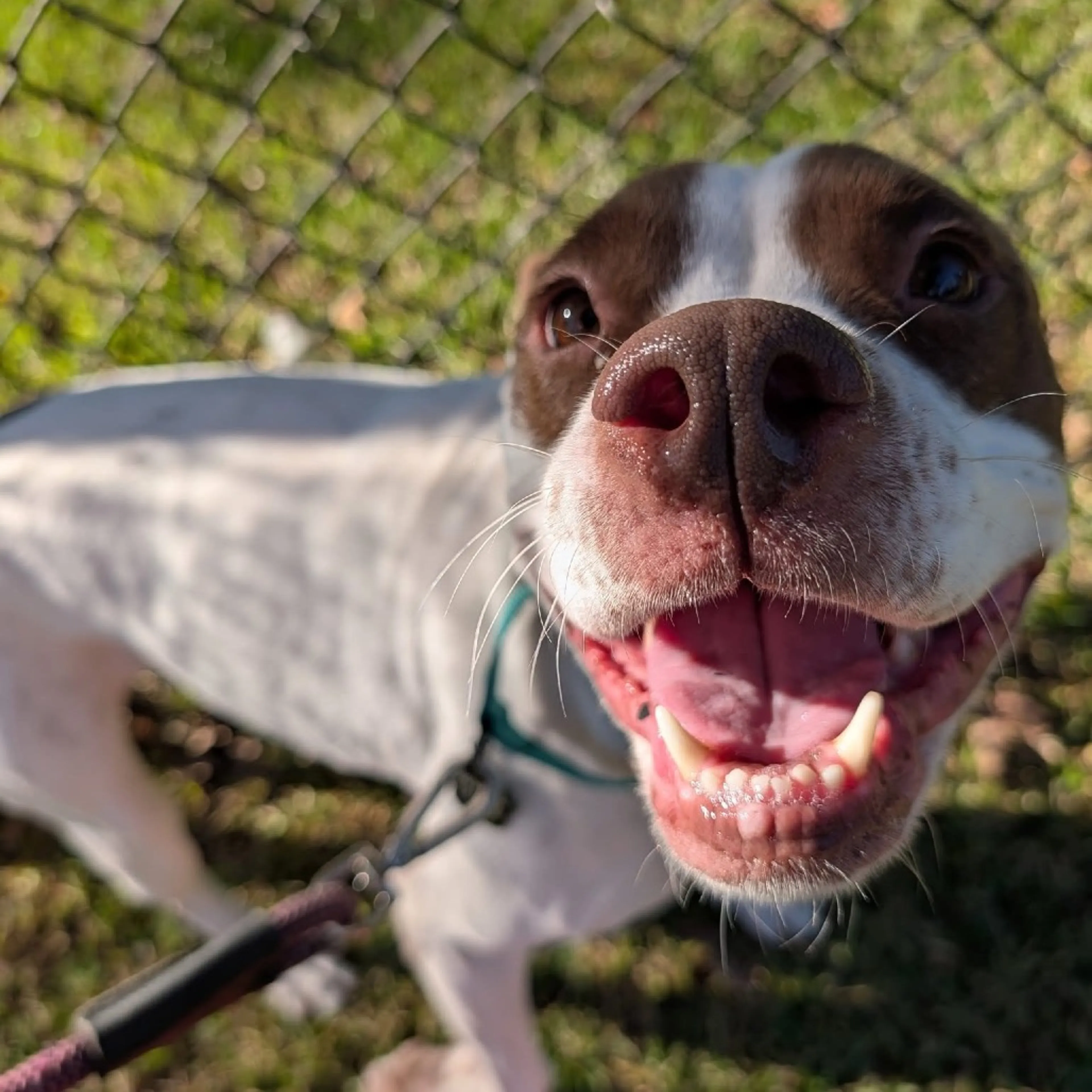 Found pet-4