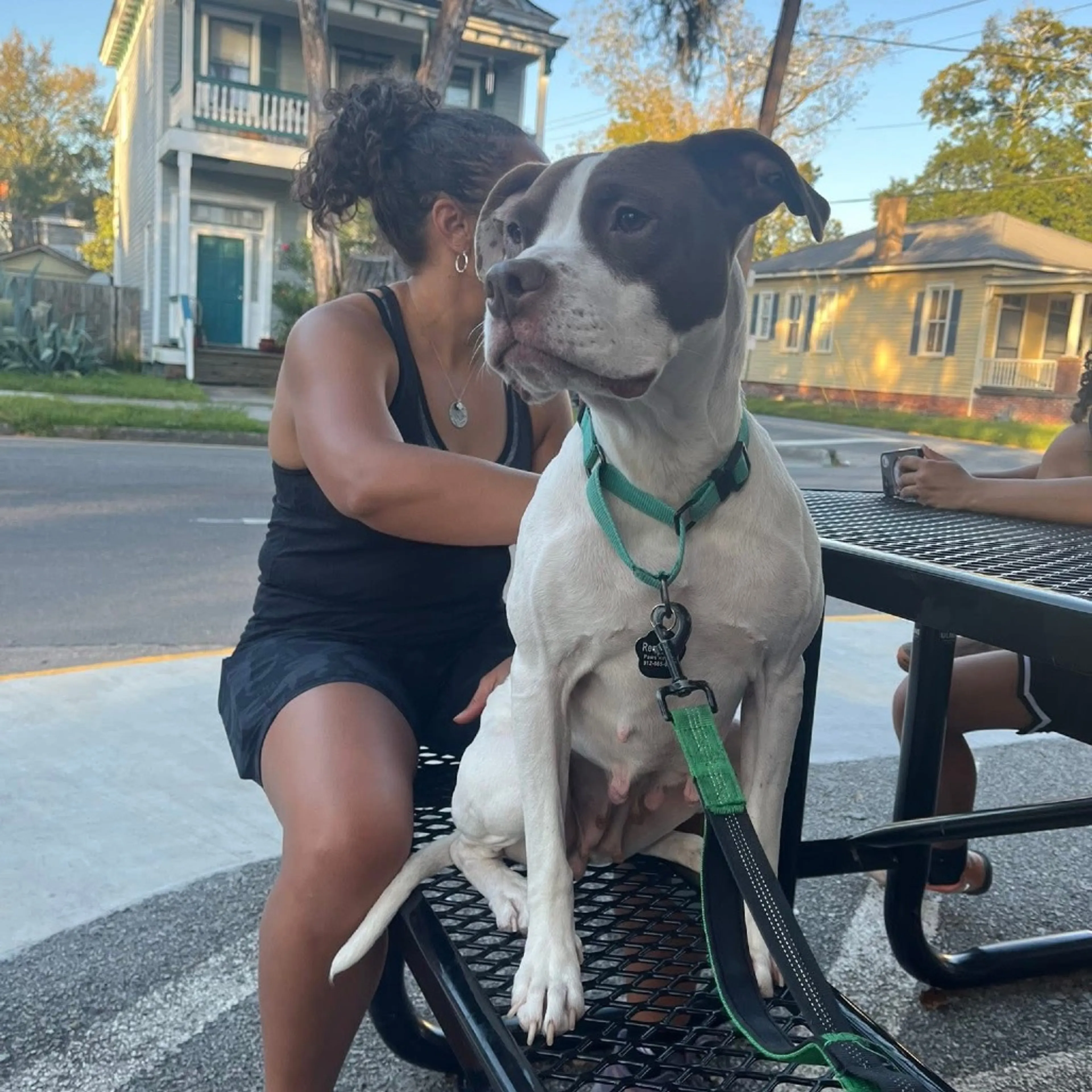 Found pet-10