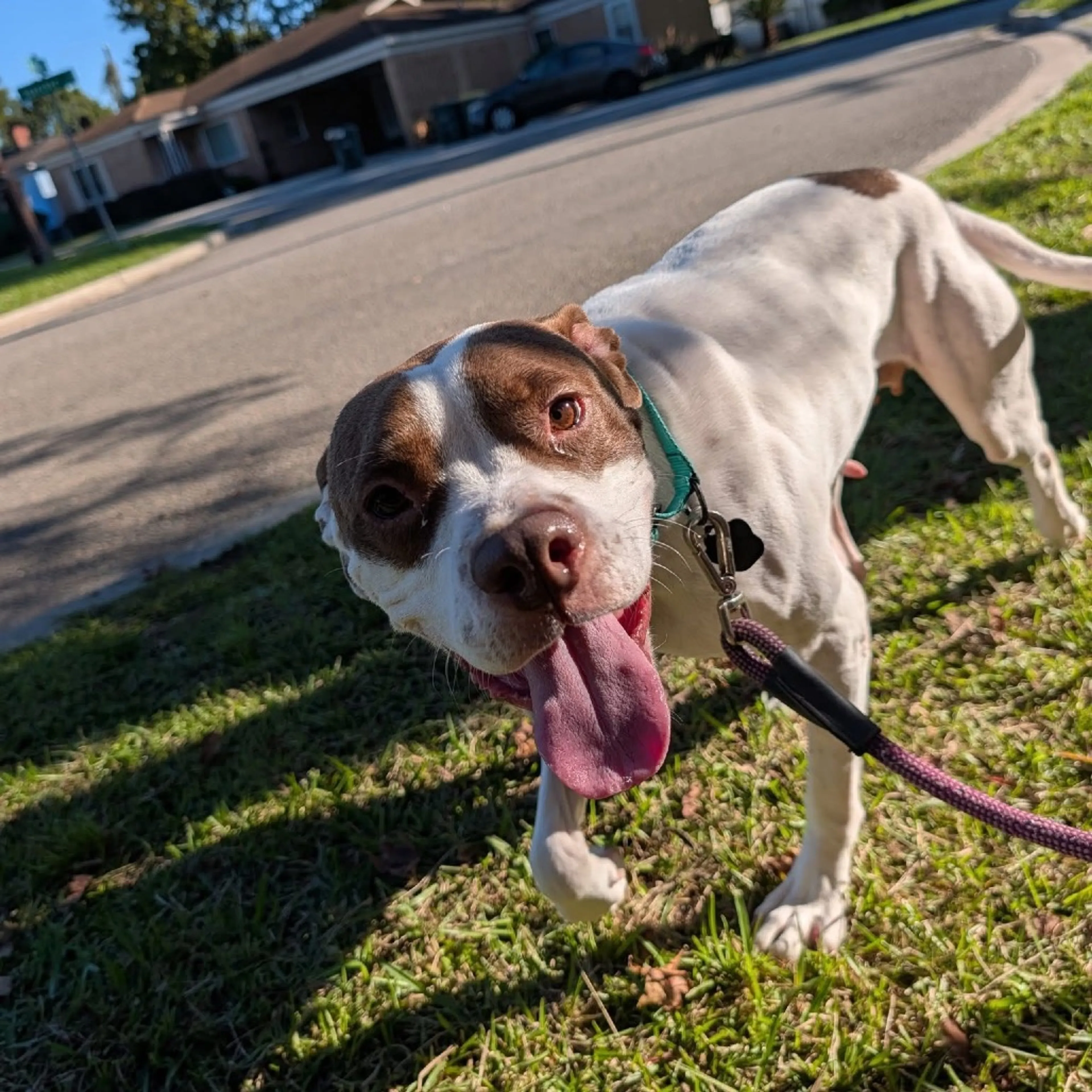 Found pet-6