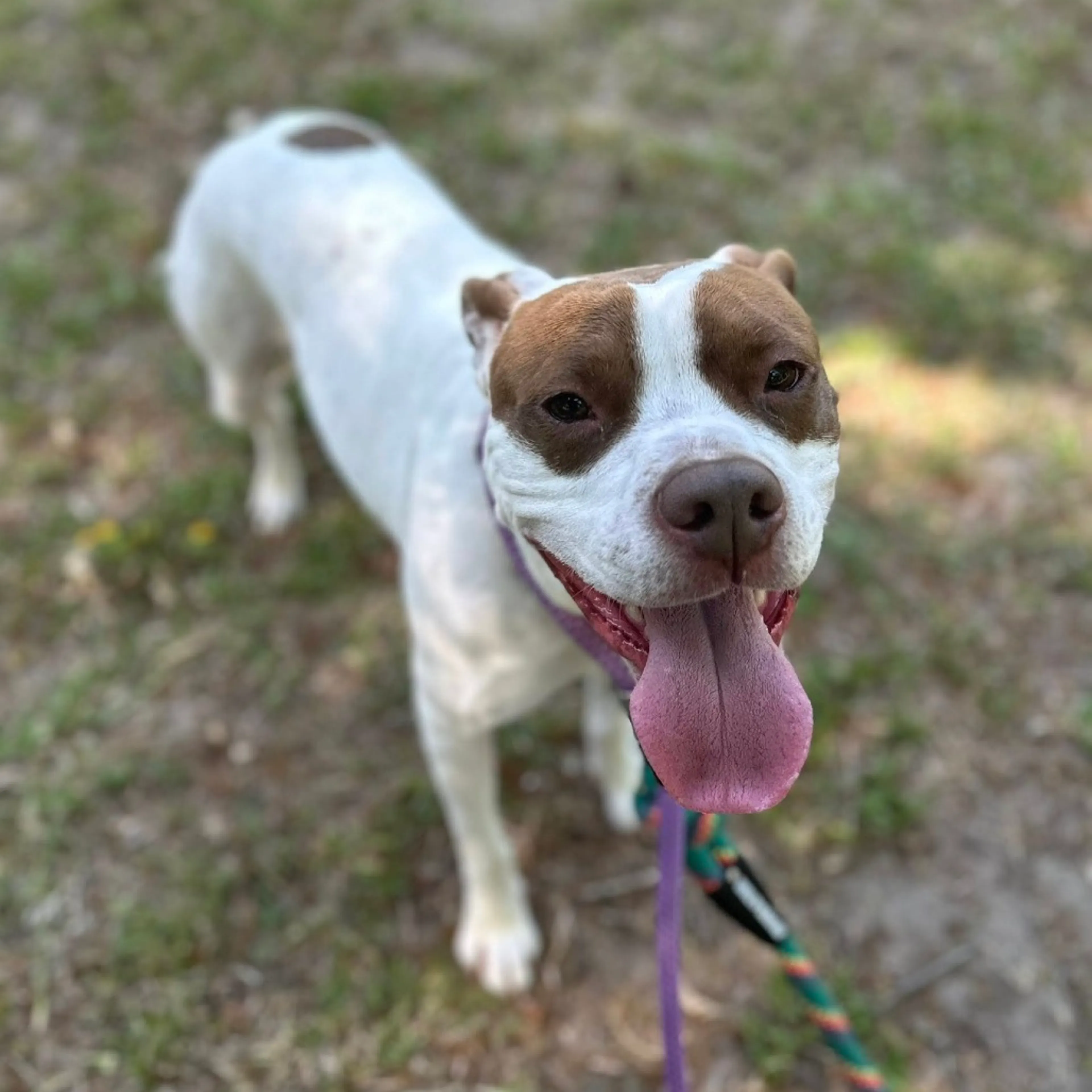 Found pet-22