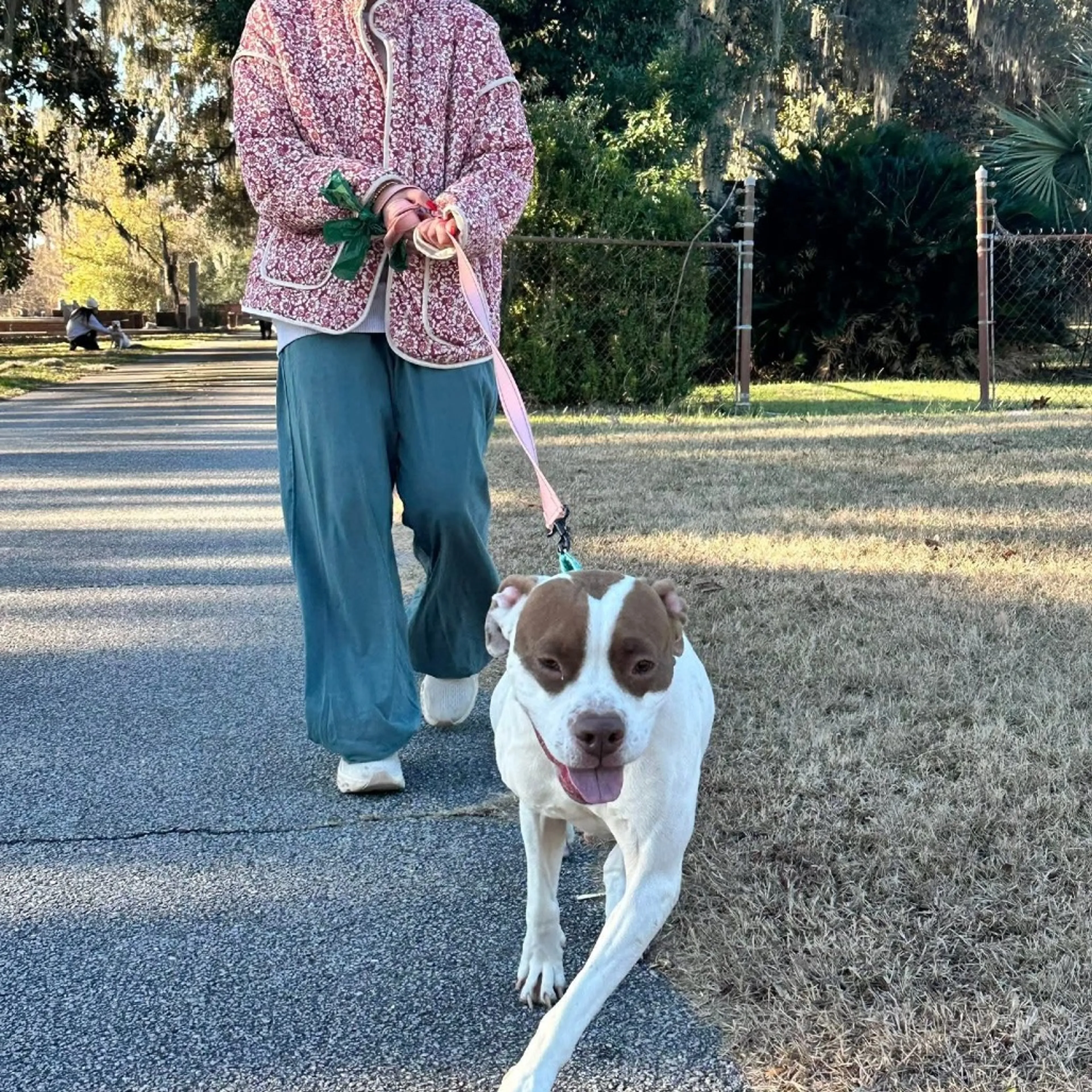 Found pet-21