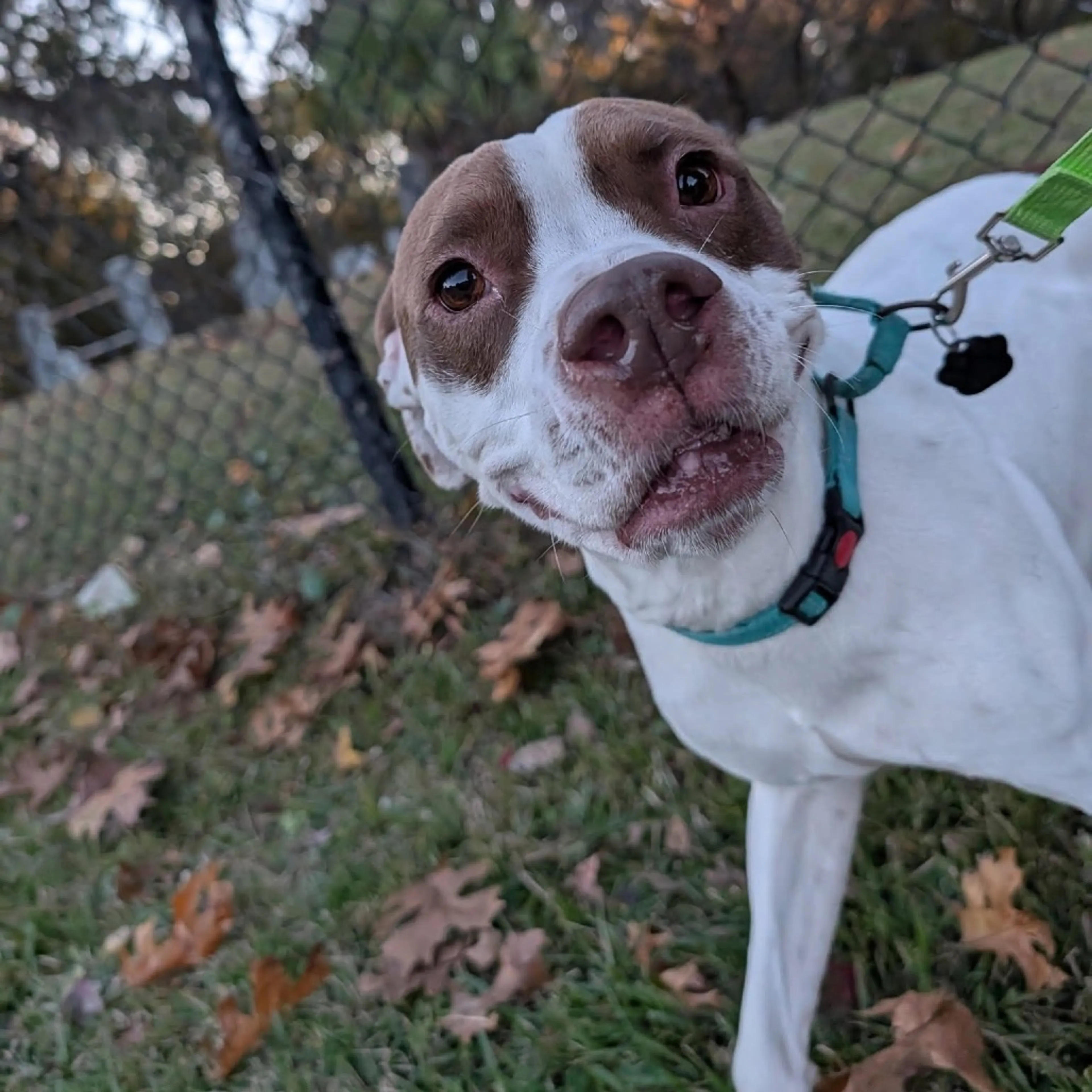 Found pet-16