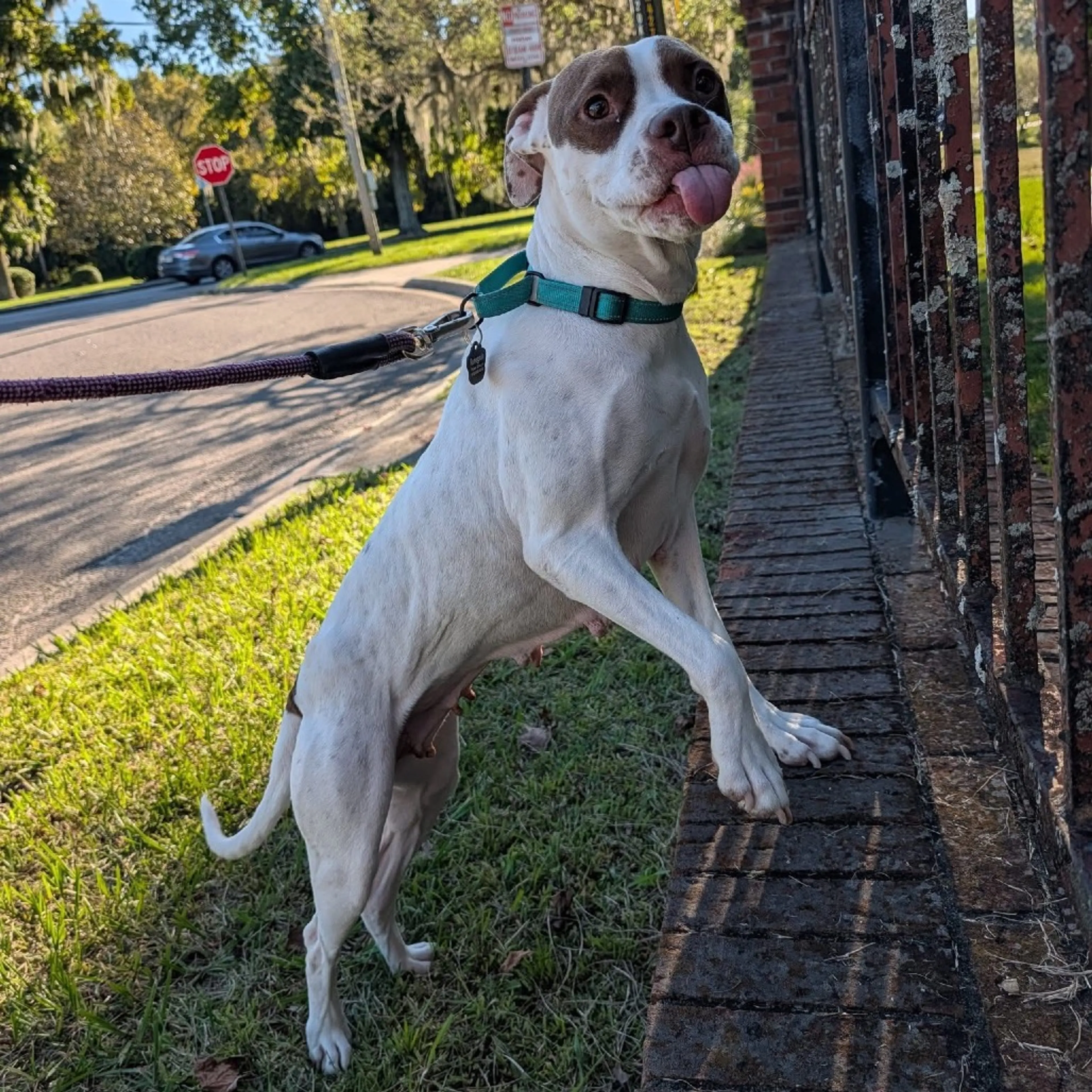 Found pet-5