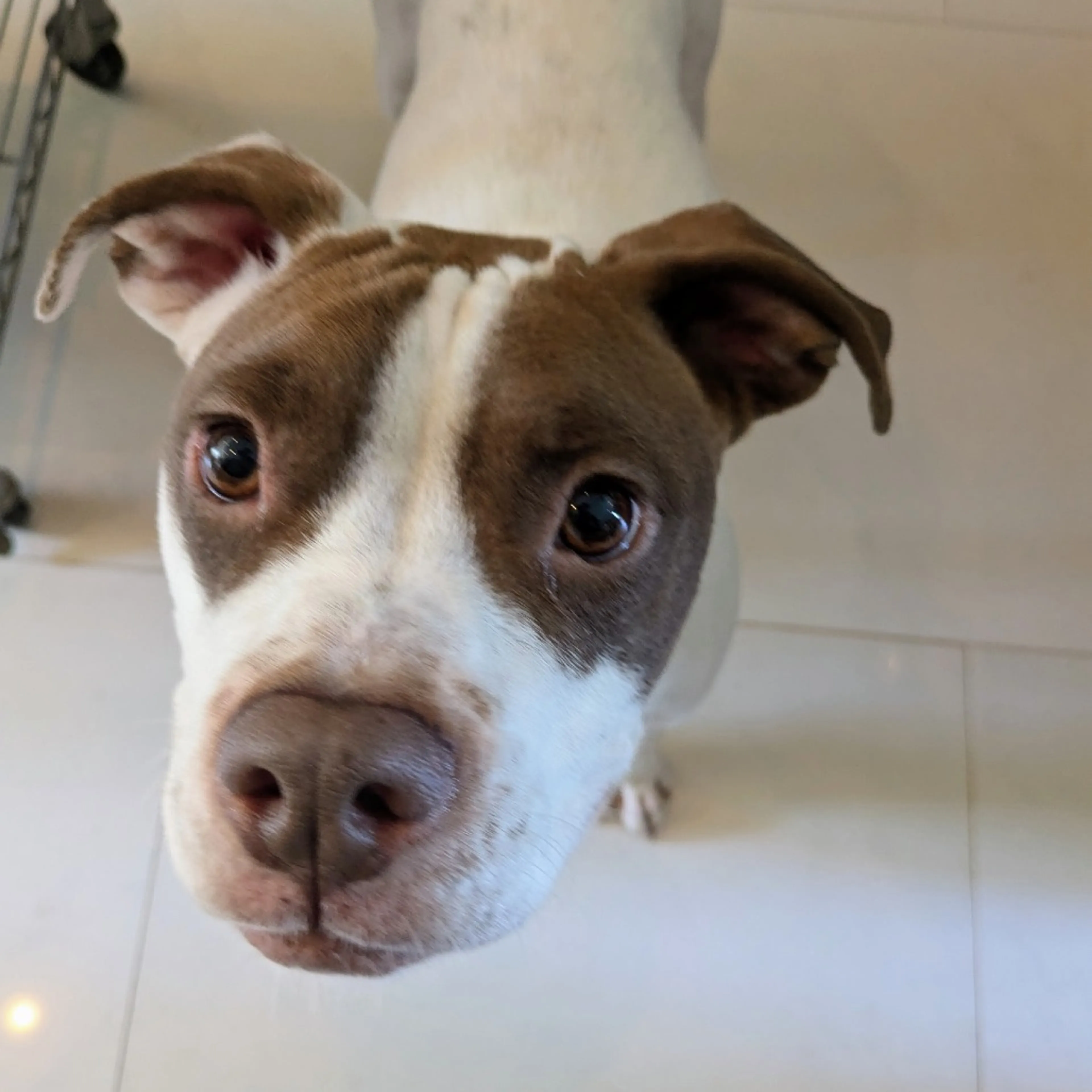 Found pet-2