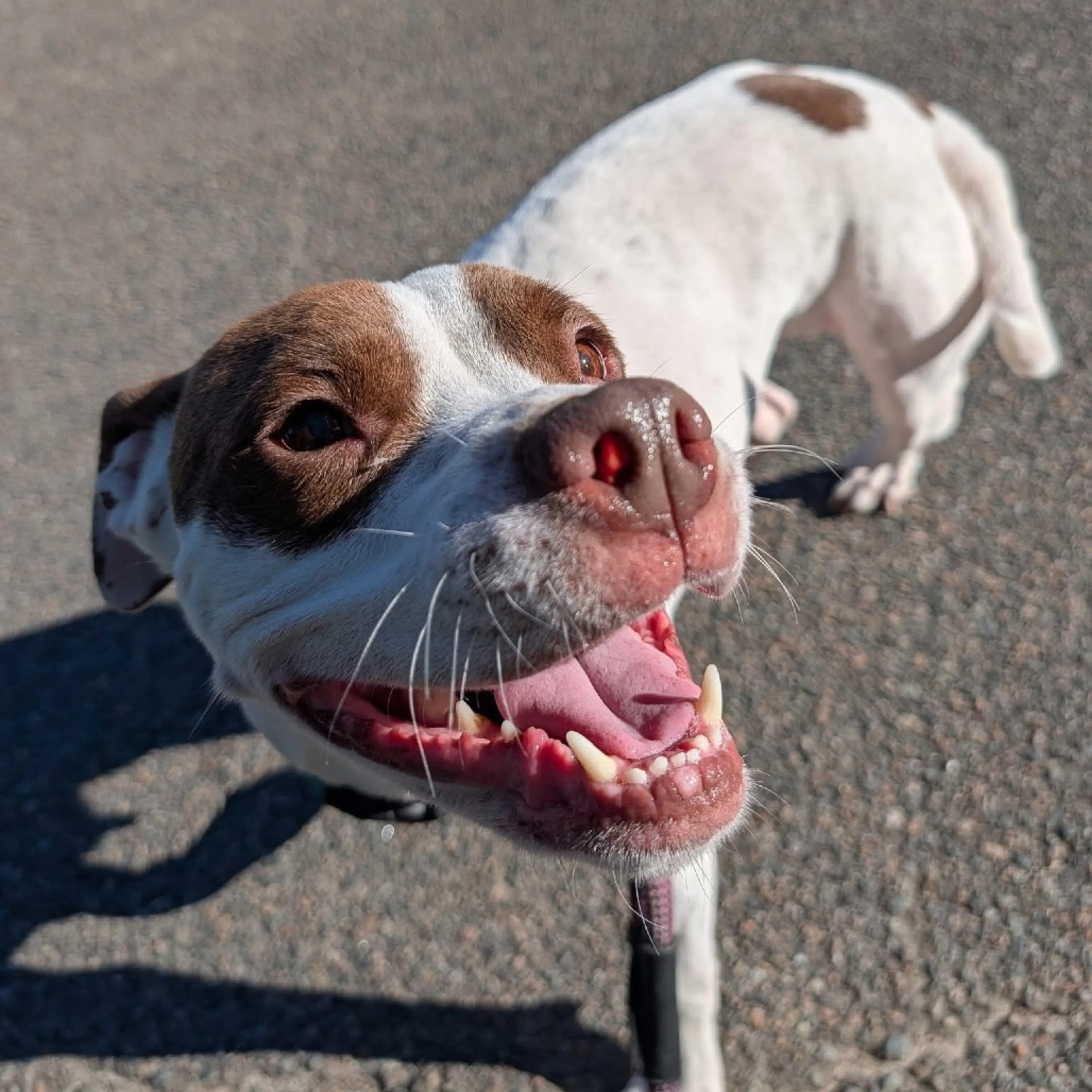 Found pet-9